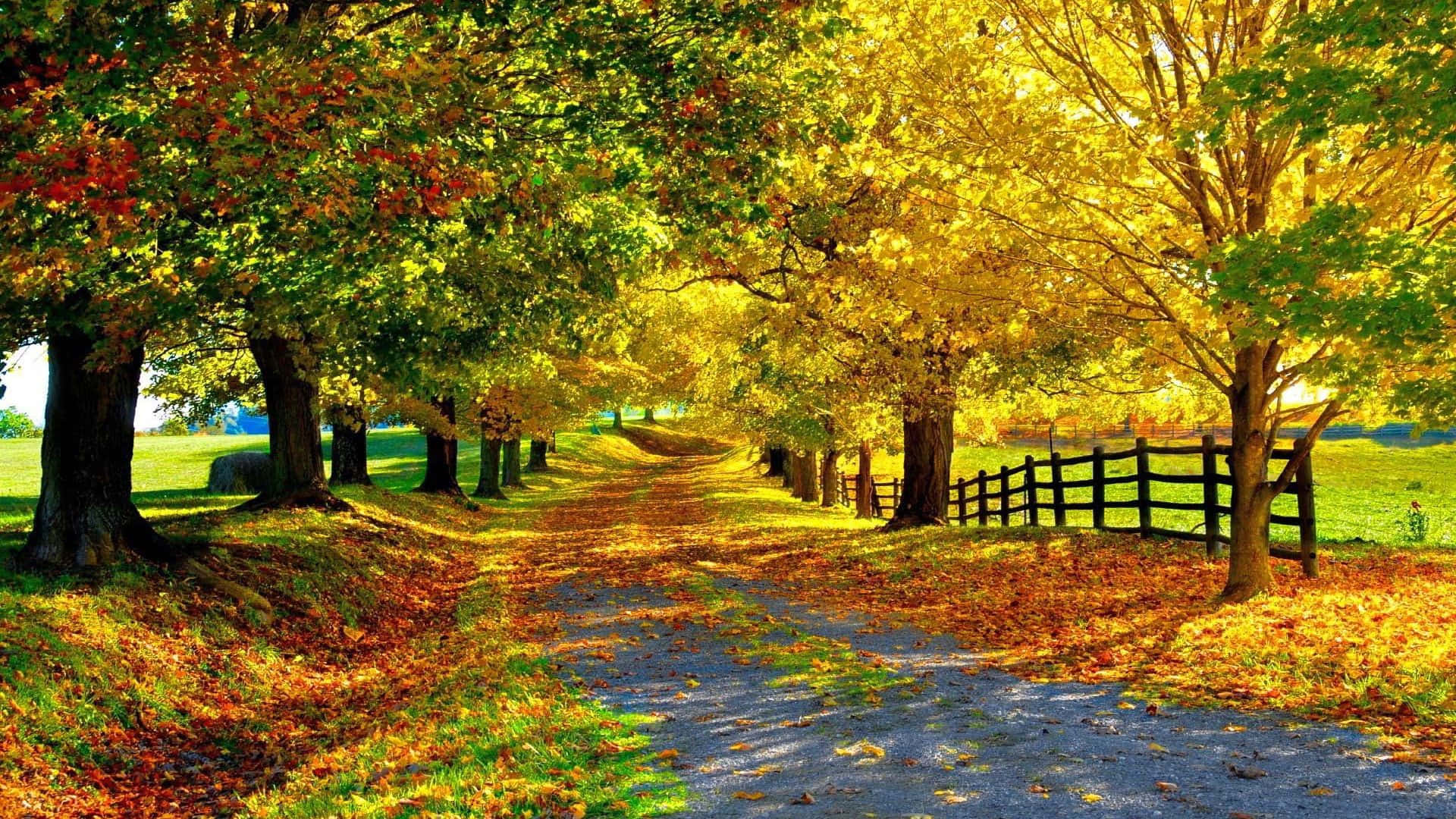 yellow leaves, autumn, golden leaves, Full HD Desktop Wallpaper