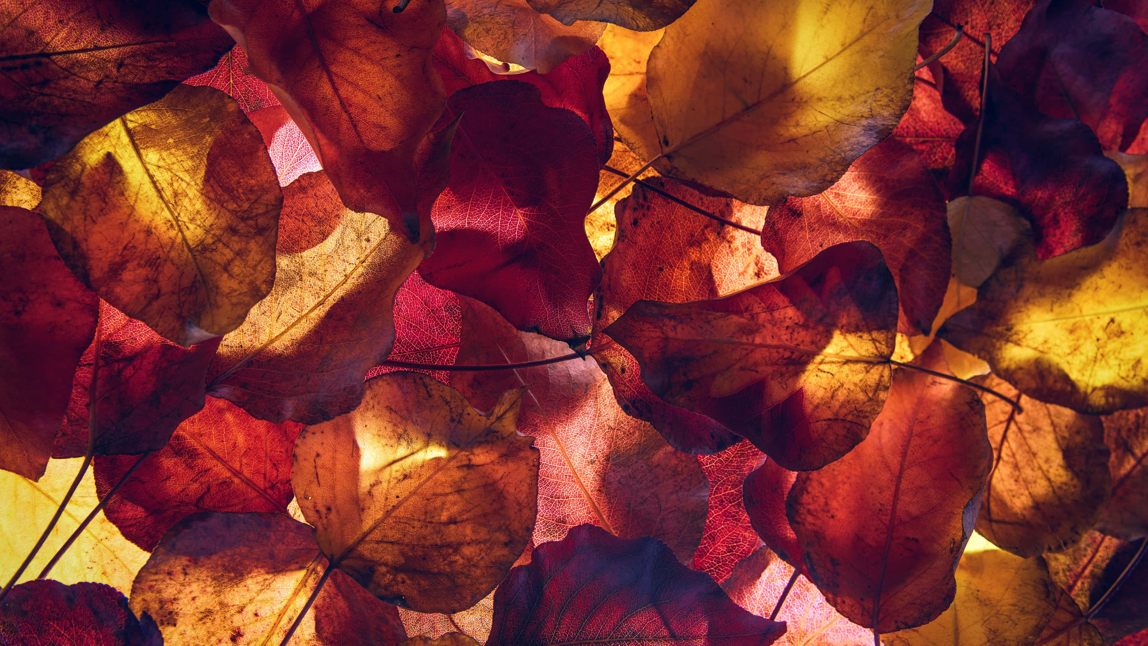 Golden Autumn Leaves, translucent autumn leaves, warm light filtering through their veins, 4K Desktop Wallpaper