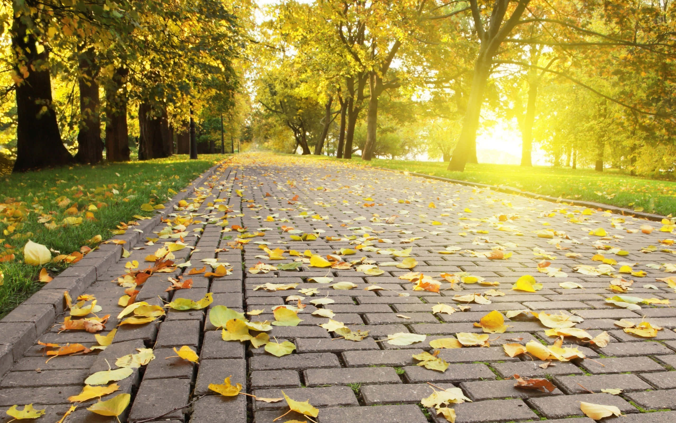 Sunlit Yellow Leaves, autumn park, golden autumn, 2K Desktop Wallpaper