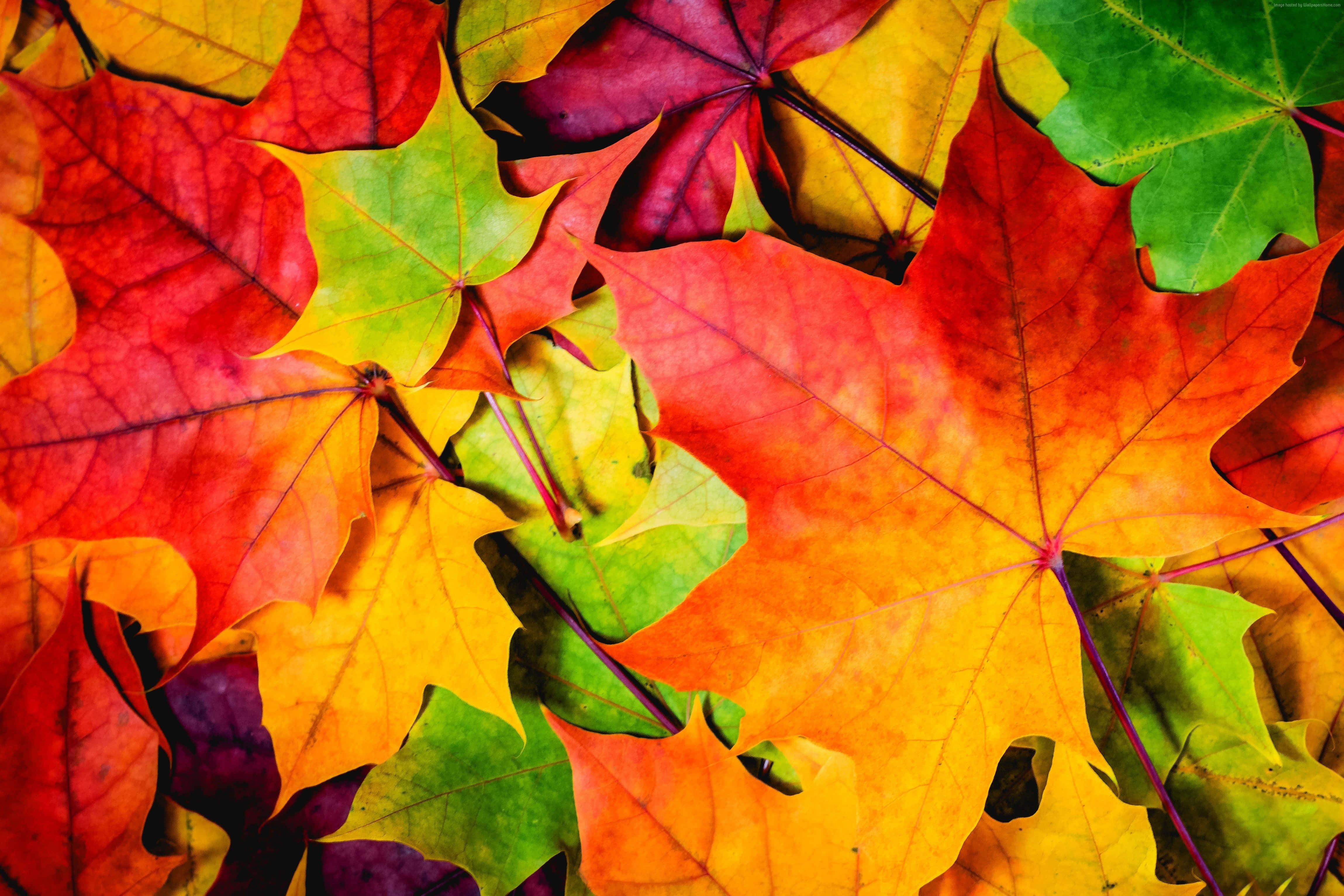 Golden Yellow Leaves, Tree Branch, Autumn Maple Leaves, 4K Desktop Wallpaper