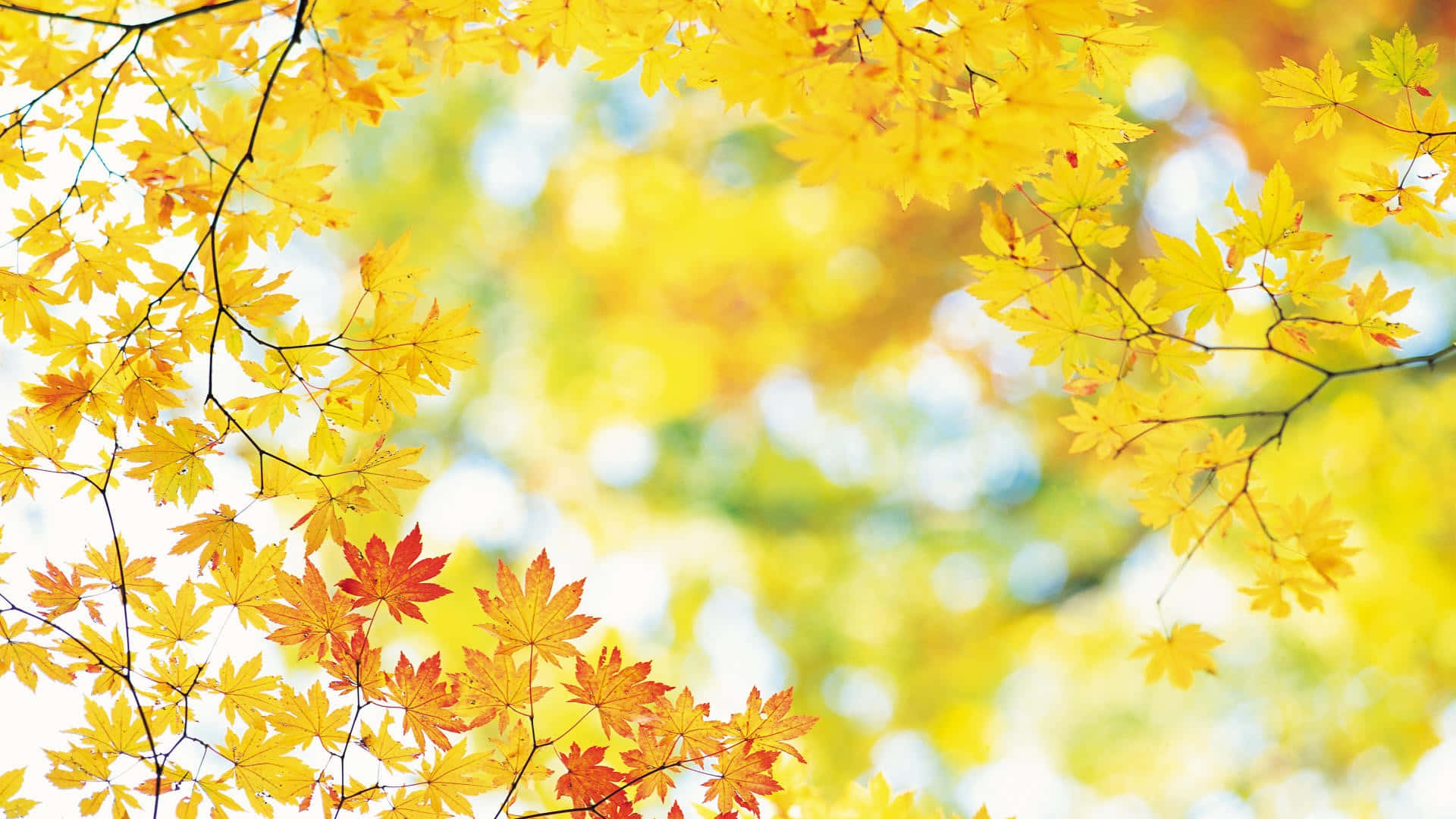 Yellow Leaves, maple leaves, autumn, Full HD Desktop Wallpaper