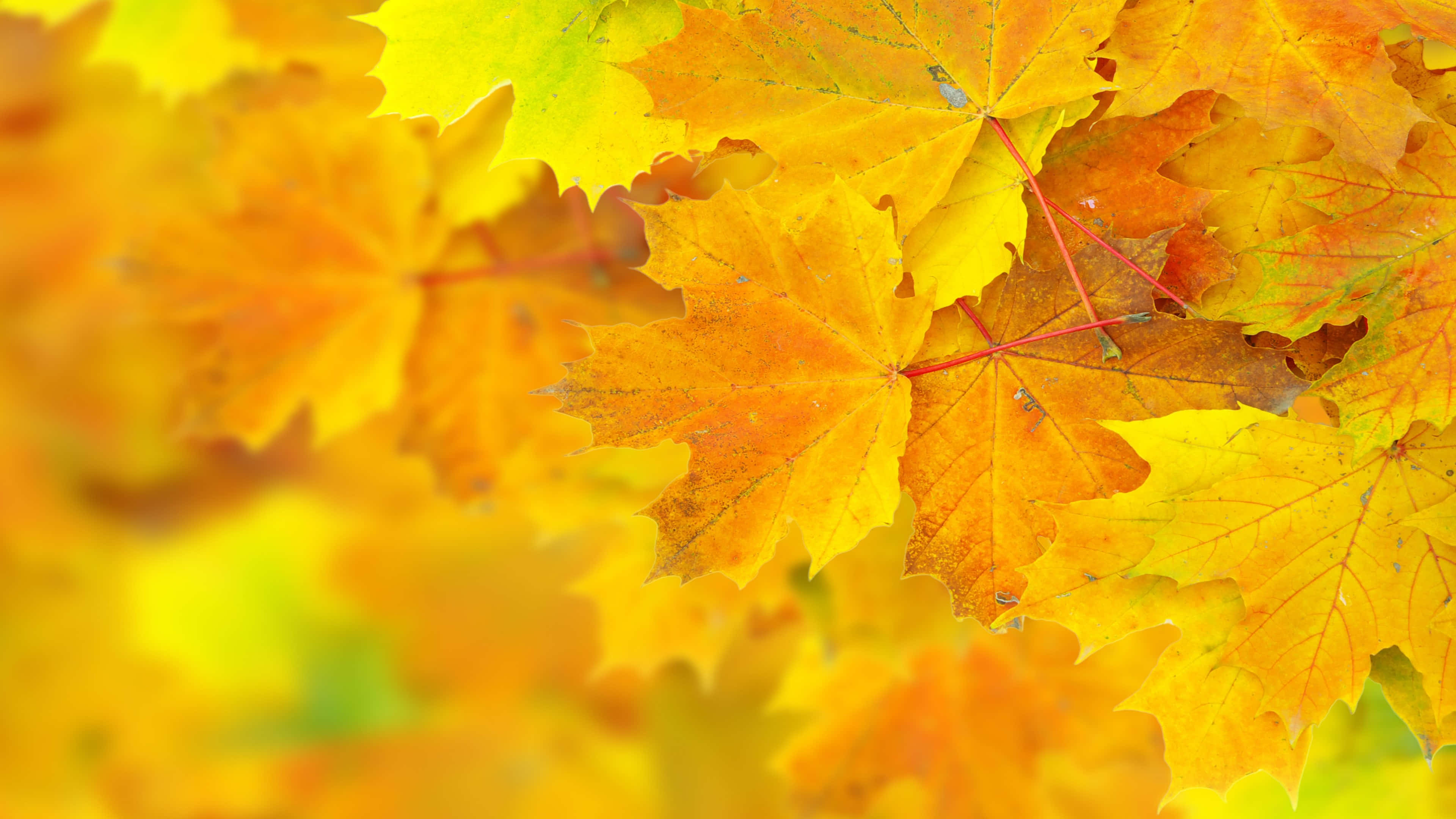 Yellow Leaves, autumn, maple leaves, 4K Desktop Wallpaper