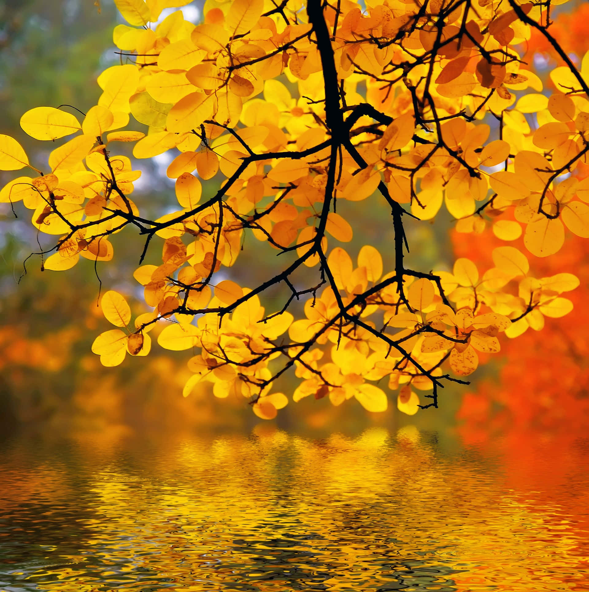 Yellow Leaves, autumn, golden, Full HD Phone Wallpaper