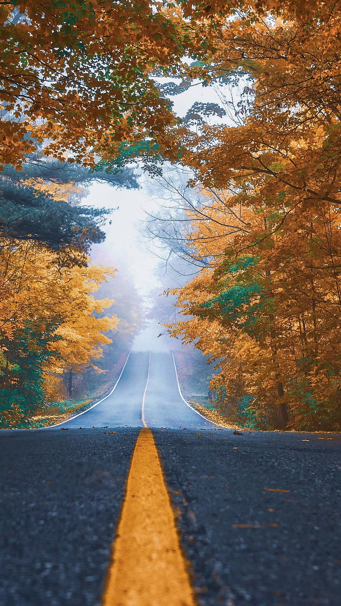 Yellow Leaves, autumn road, golden trees, 2K Phone Wallpaper