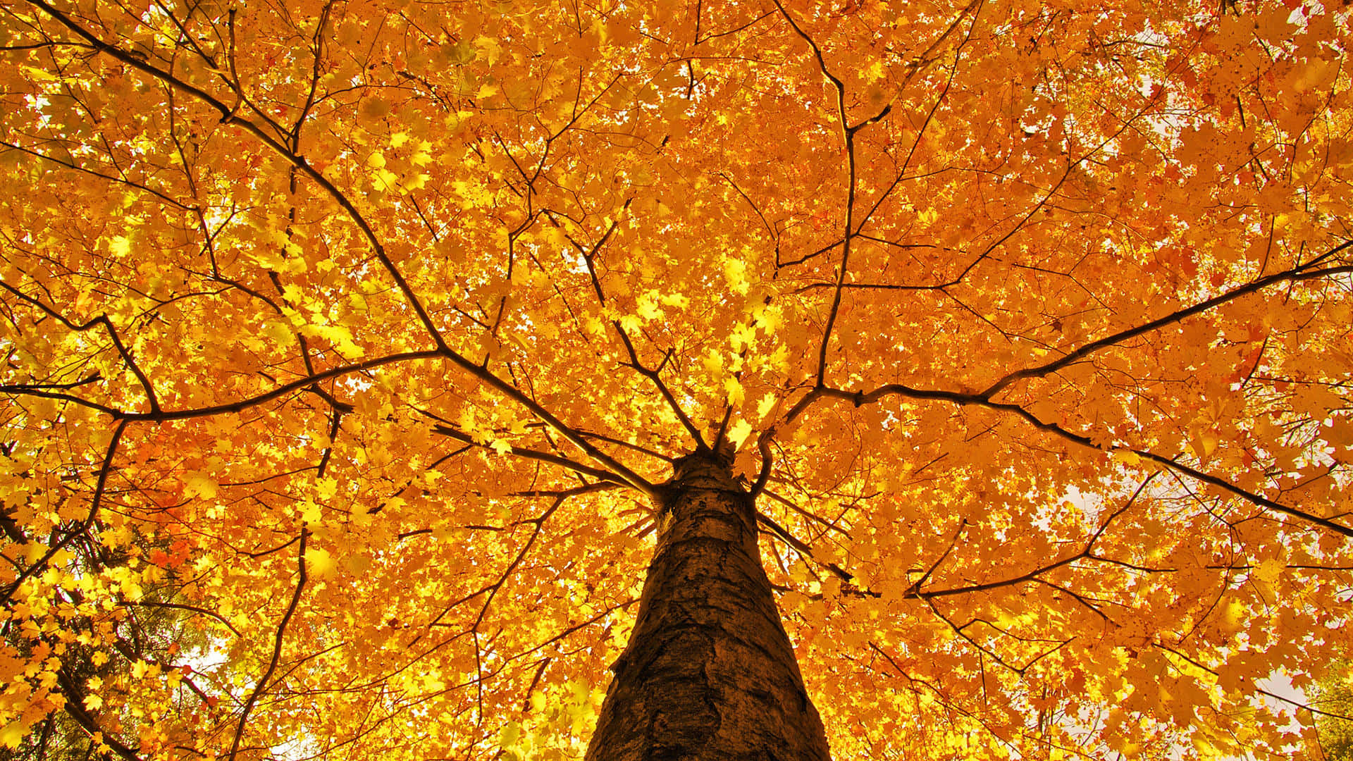yellow leaves, maple tree, golden leaves, Full HD Desktop Wallpaper