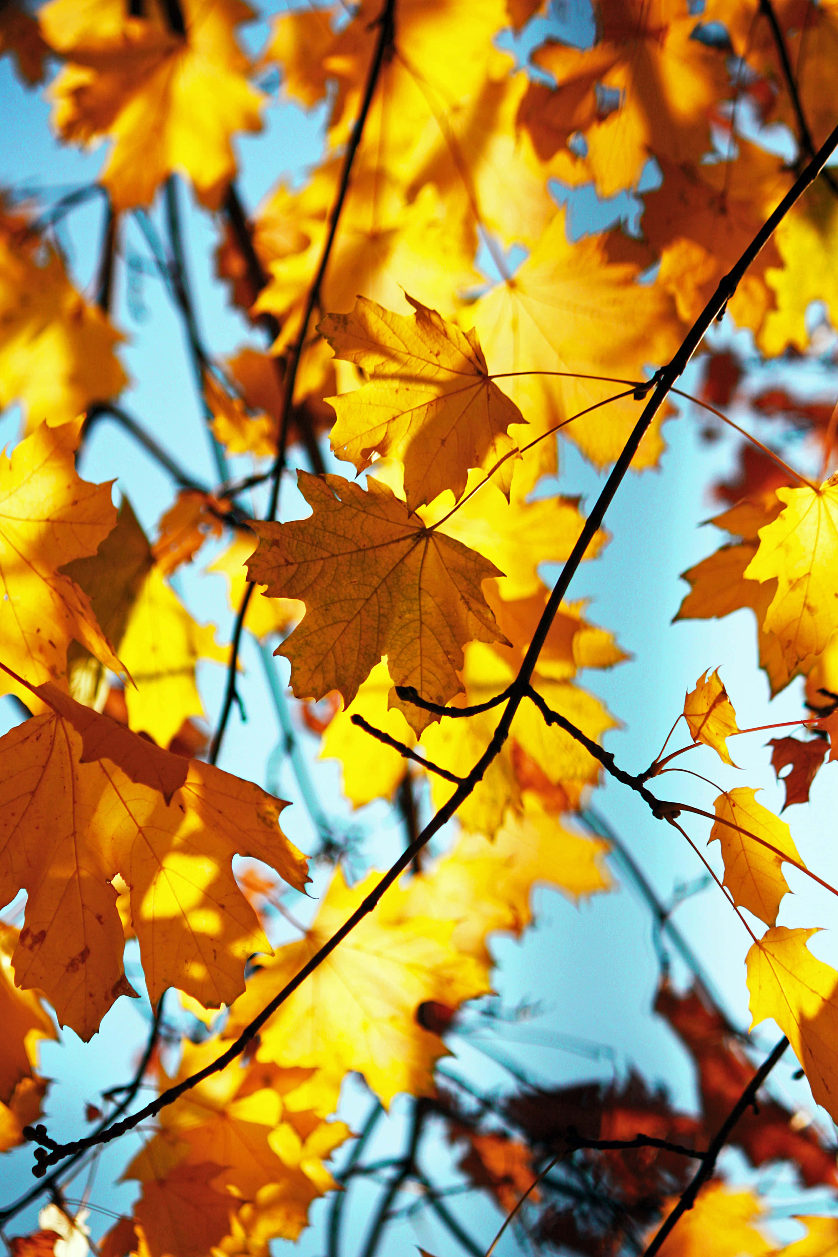 yellow leaves, golden maple leaves, autumn, 4K Phone Wallpaper