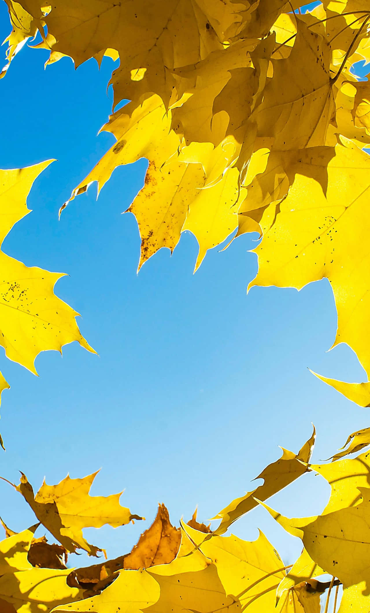 yellow leaves, maple leaves, clear blue sky, Full HD Phone Wallpaper