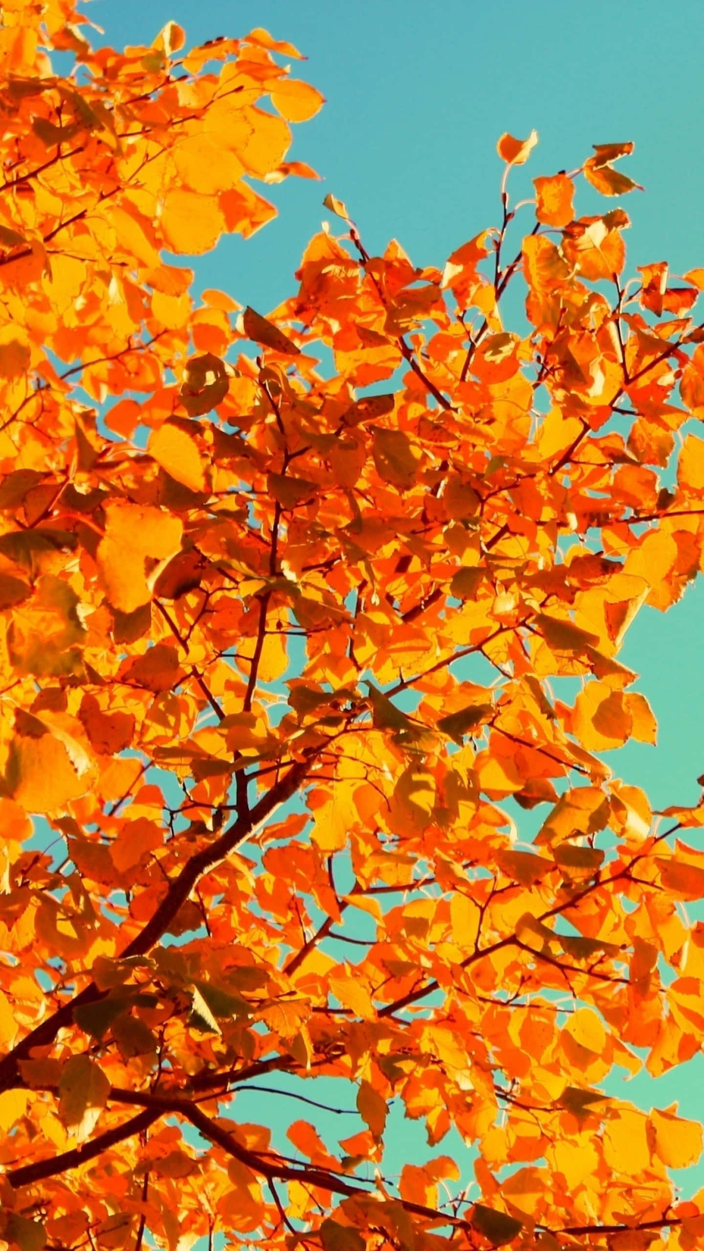 Yellow Leaves, 1440 x 2560, vibrant orange autumn leaves, 2K Phone Wallpaper