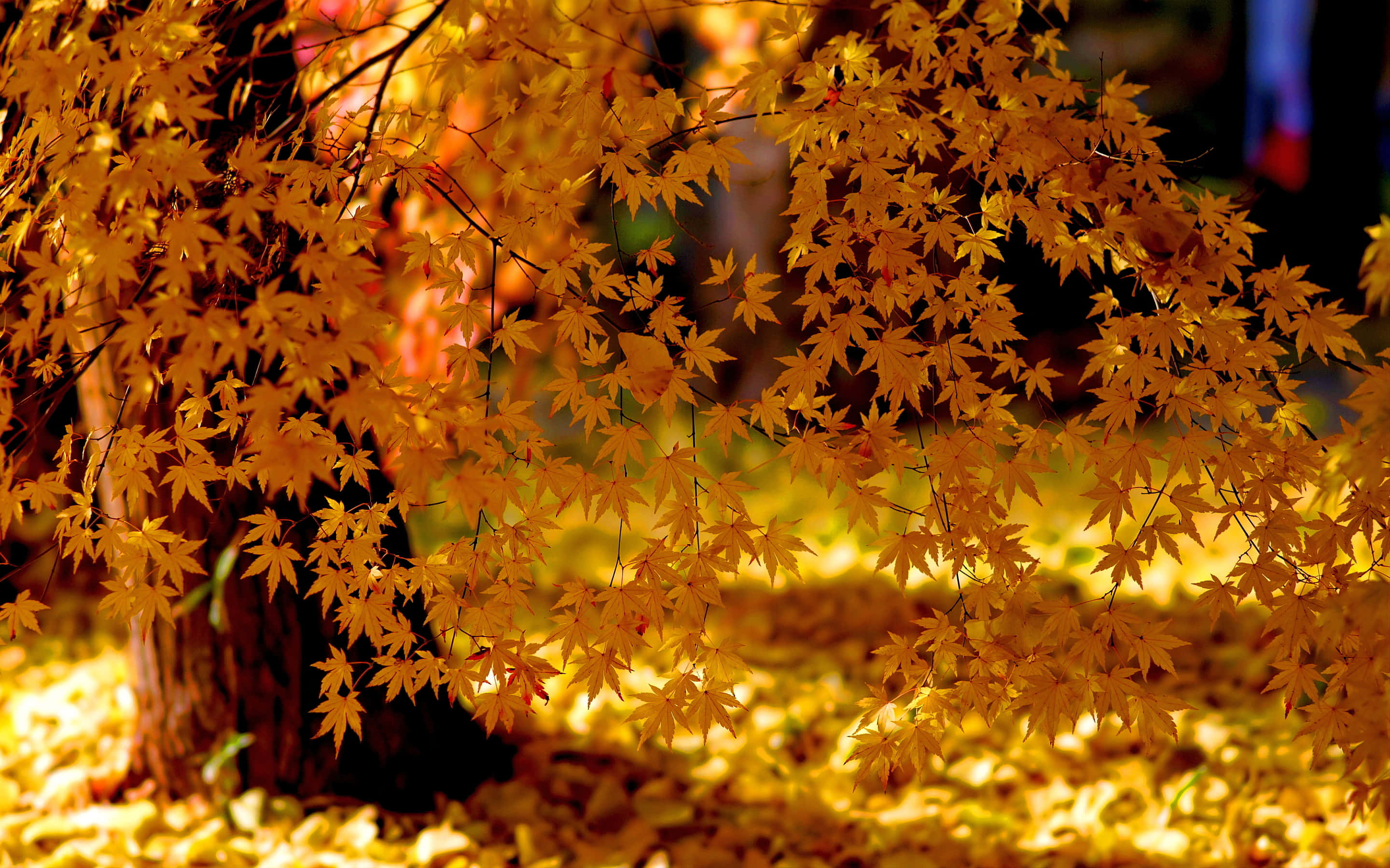 Yellow Leaves, golden maple leaves, autumn forest floor, 2K Desktop Wallpaper