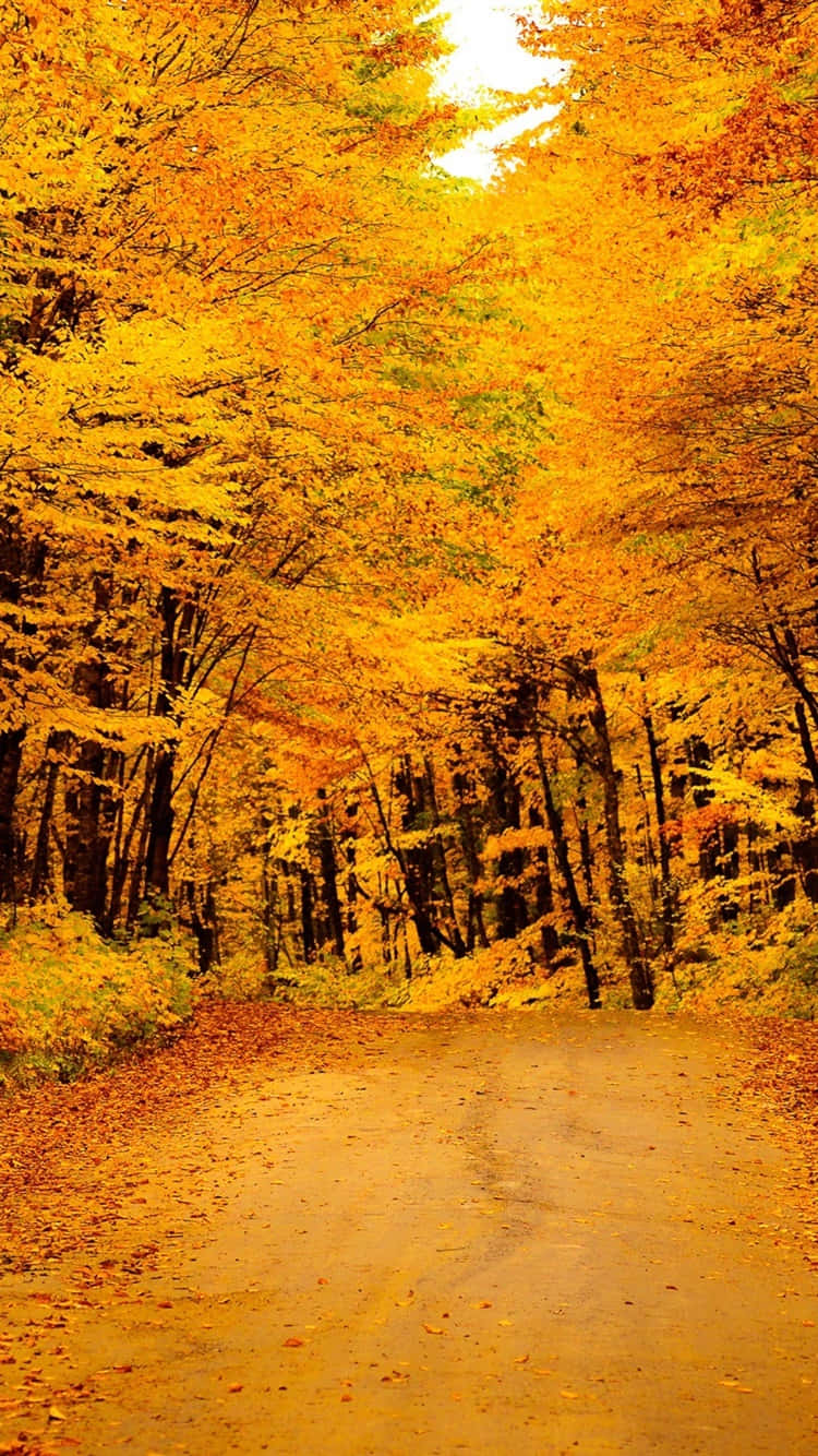 yellow leaves, golden autumn leaves, dense forest, HD Phone Wallpaper