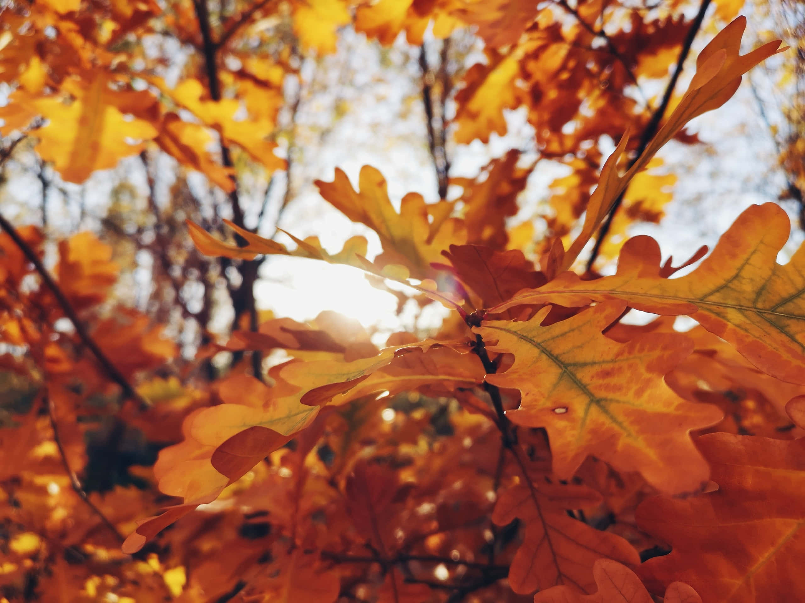 Golden oak leaves, sunlight filters through their intricate veins, soft blue sky, 2K Desktop Wallpaper