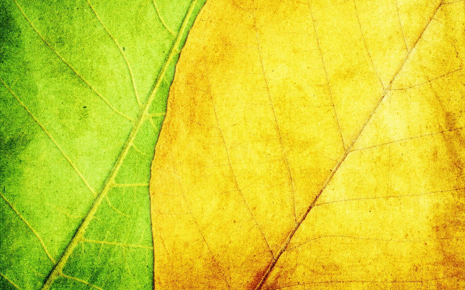 Vibrant Yellow Leaves, Autumn, Golden yellow leaf, Full HD Desktop Wallpaper