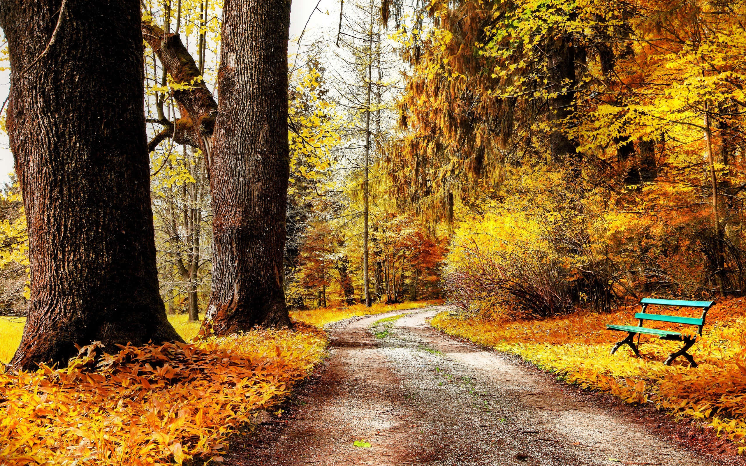 Yellow Leaves, autumn season, golden autumn leaves, 2K Desktop Wallpaper