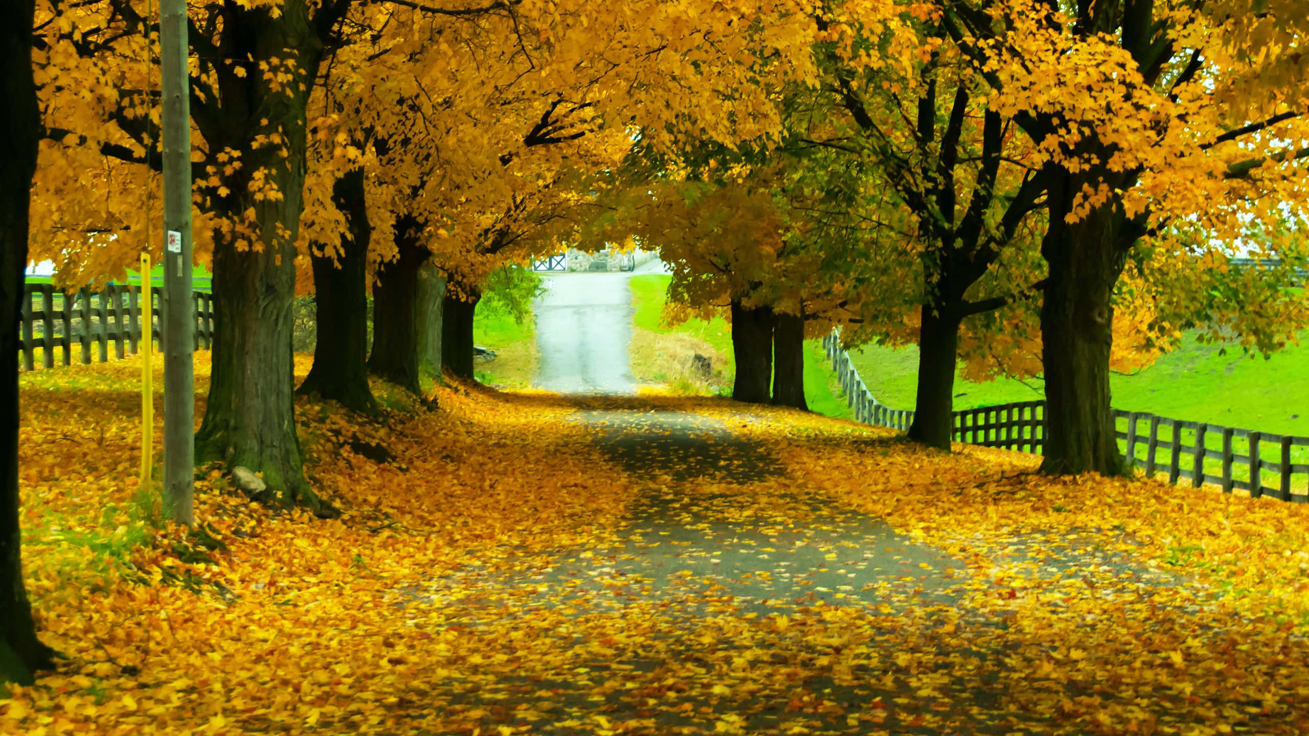 Yellow Leaves, golden autumn leaves, vibrant yellow foliage, 2K Desktop Wallpaper