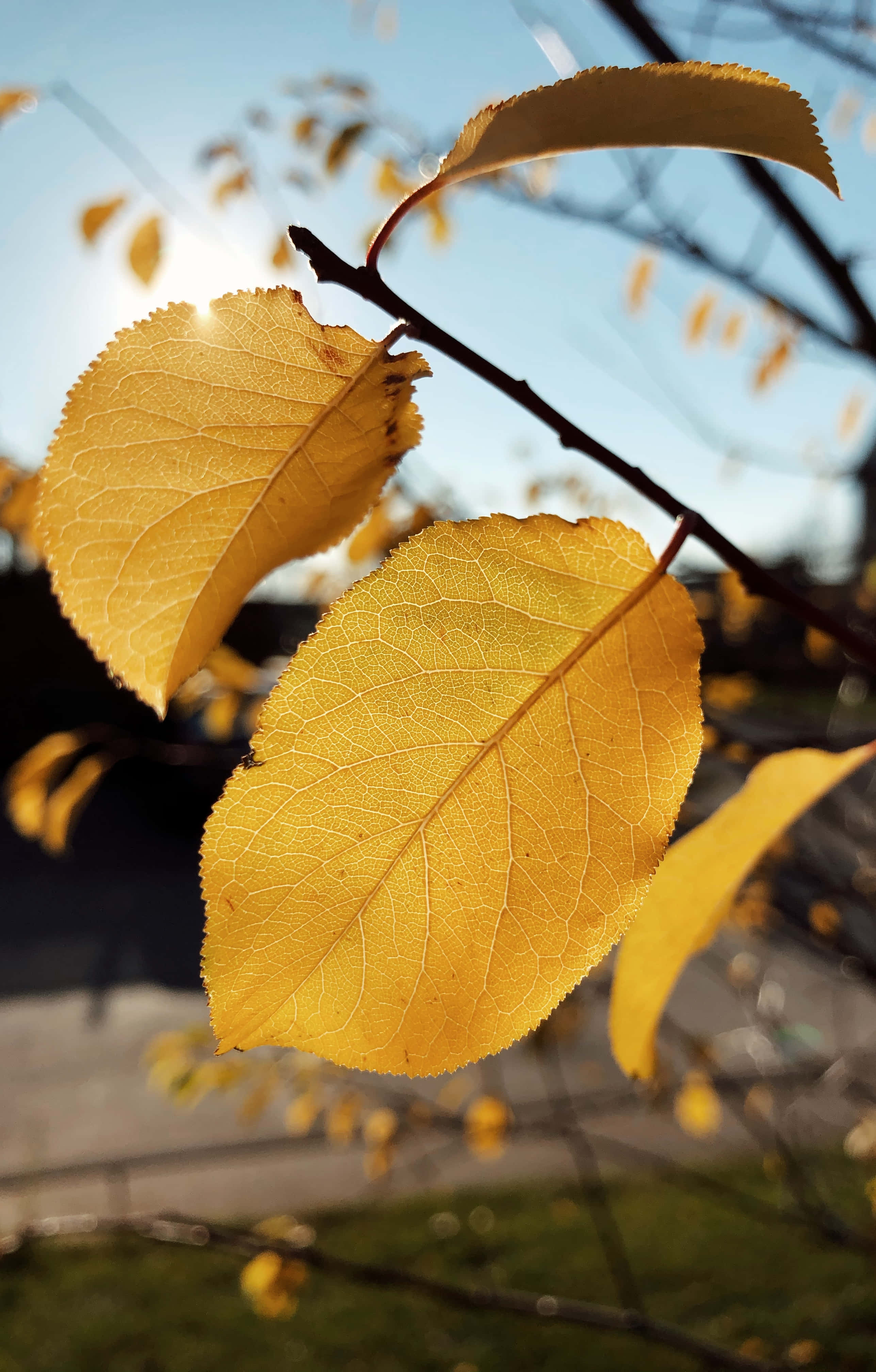 Yellow Leaves, golden autumn leaves, clear blue sky, 4K Phone Wallpaper