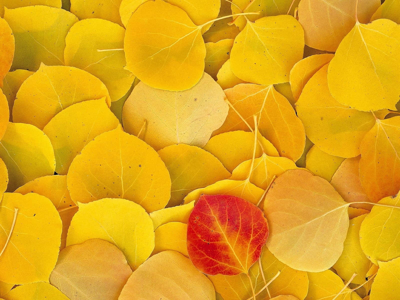 yellow leaves, golden aspen leaves, vibrant red leaf, HD Desktop Wallpaper