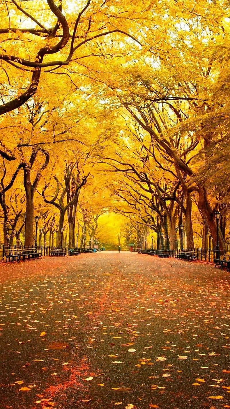 yellow leaves, autumn, golden canopy, HD Phone Wallpaper