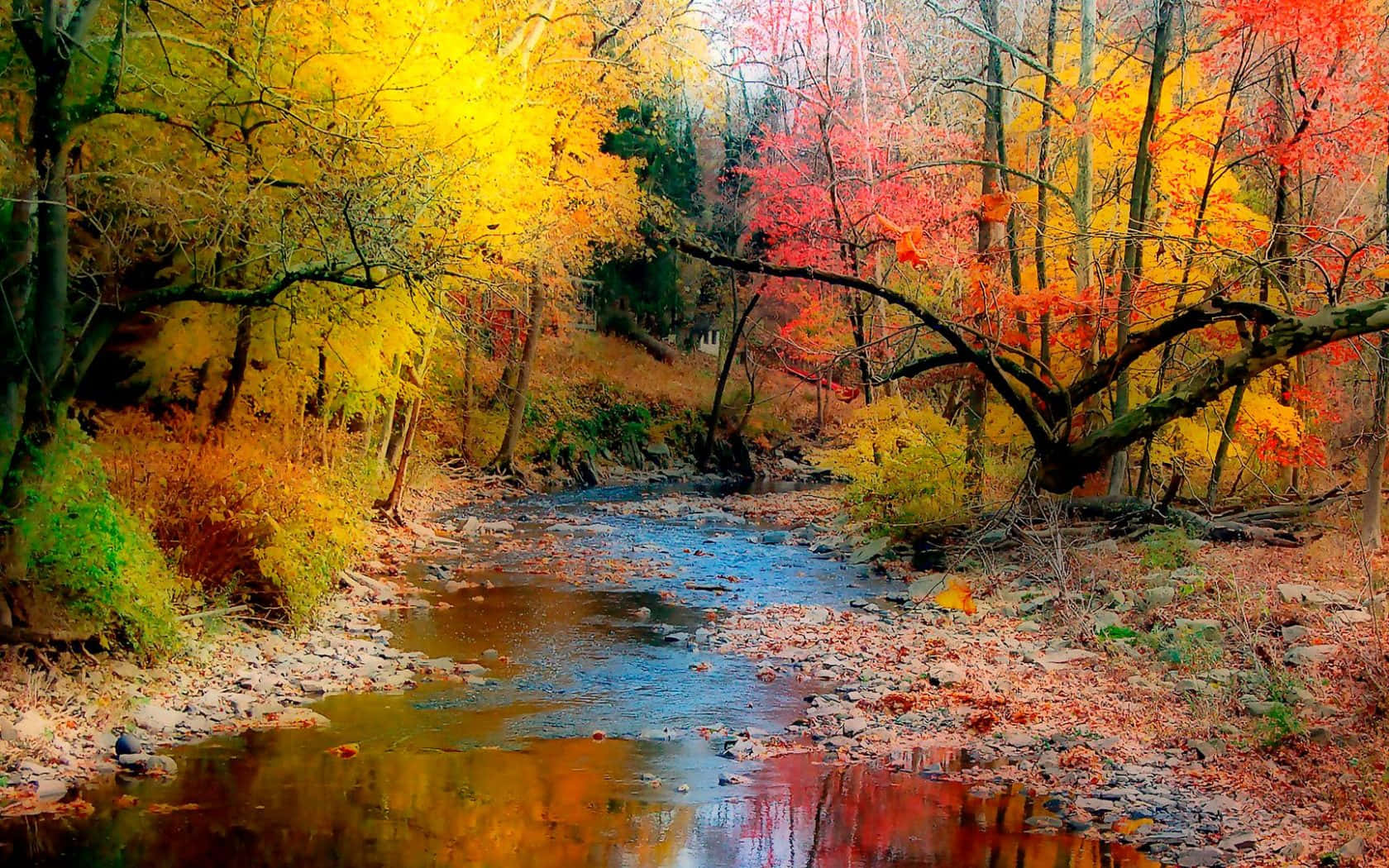 autumn, forest, stream, HD Desktop Wallpaper