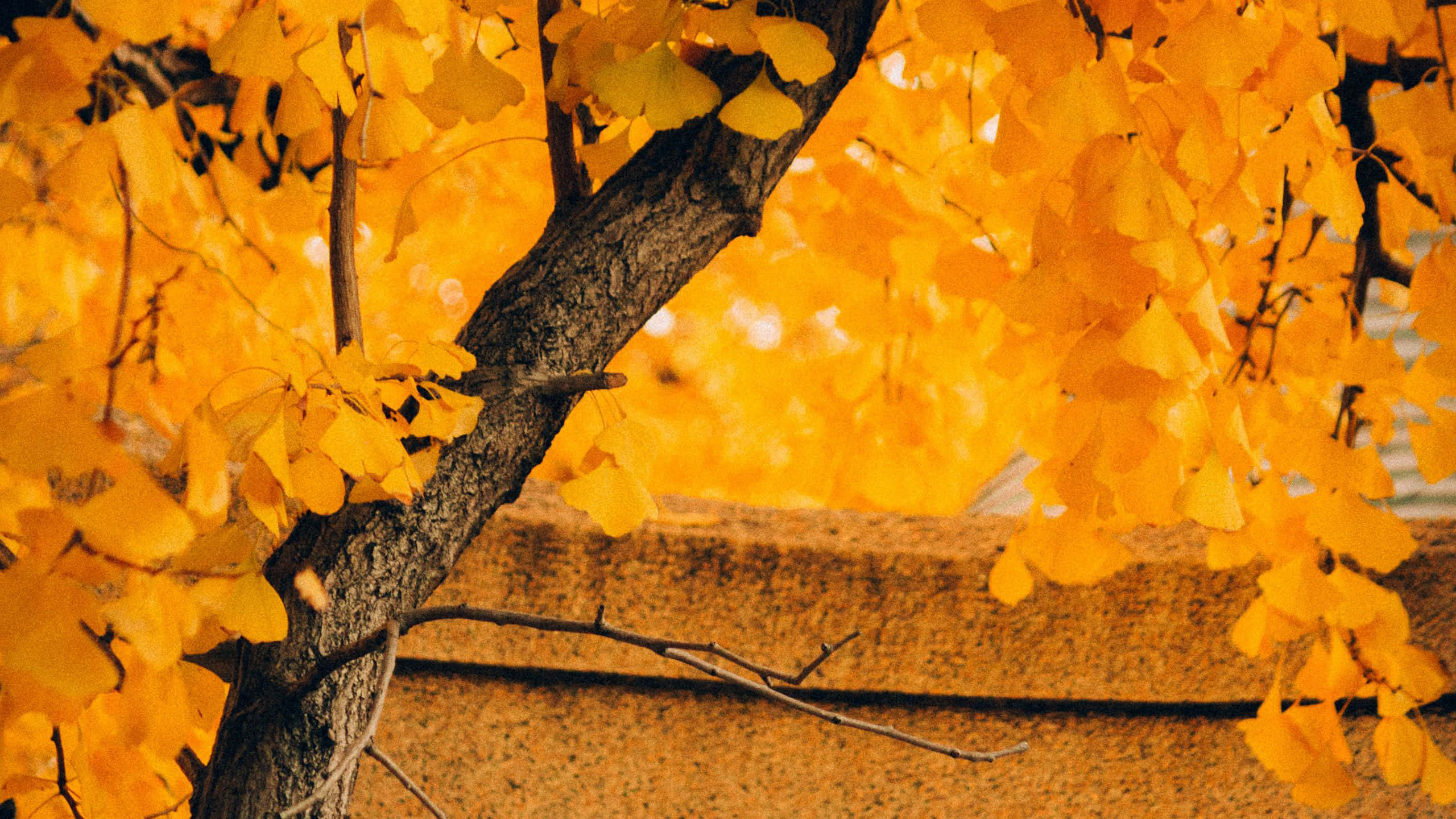 ginkgo tree, vibrant golden leaves, warm-toned stone wall, 2K Desktop Wallpaper