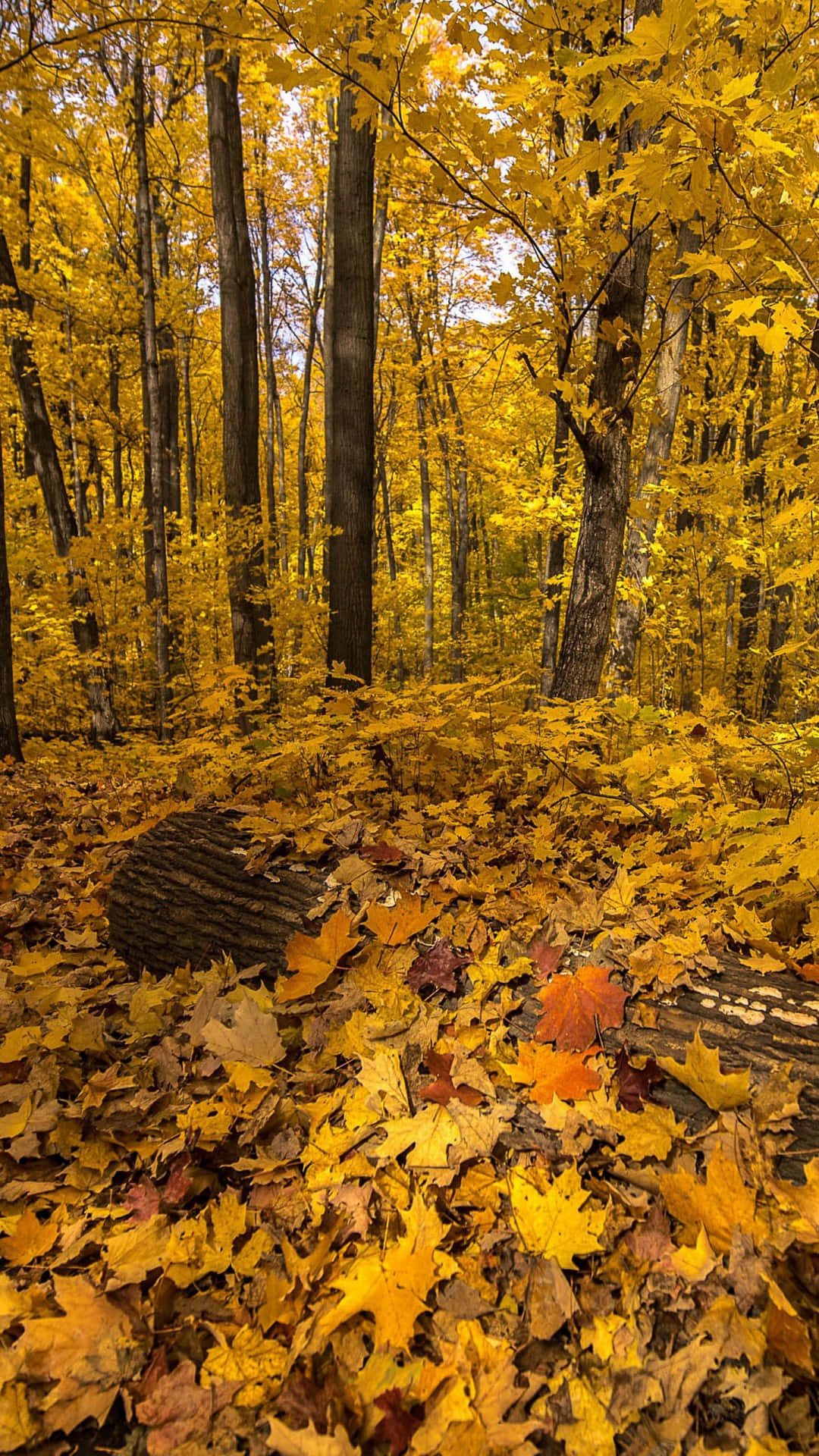 yellow leaves, golden maple leaves, sunlit forest floor, Full HD Phone Wallpaper