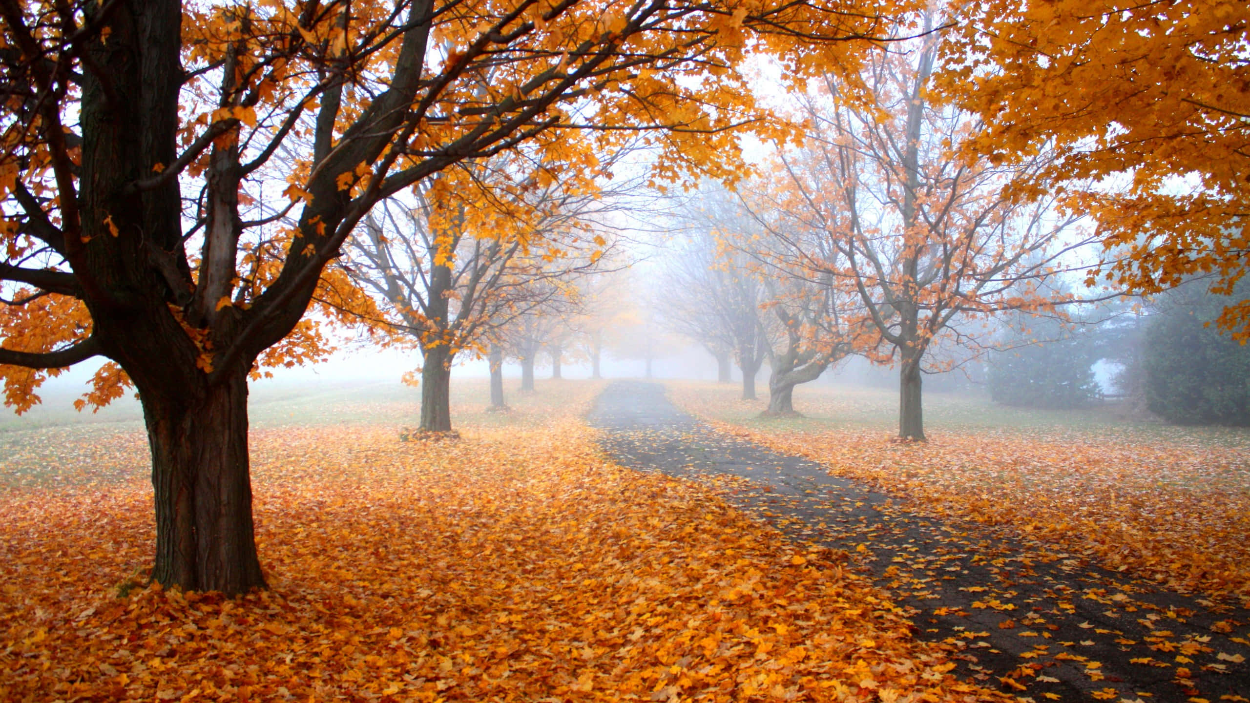 Yellow Leaves, autumn path, trees shedding golden leaves, 2K Desktop Wallpaper