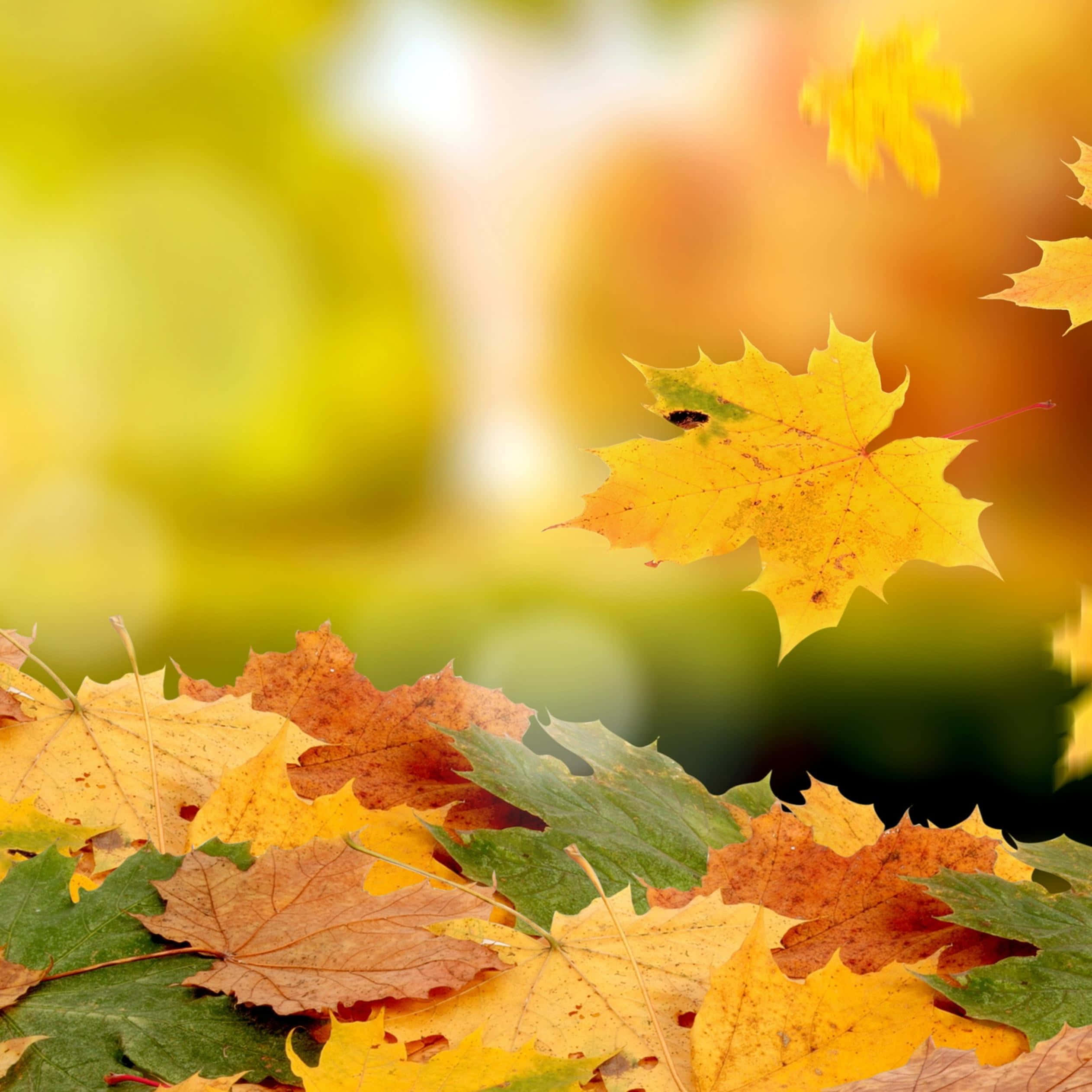 Yellow Leaves, autumn maple leaves, golden yellow, Full HD Desktop Wallpaper