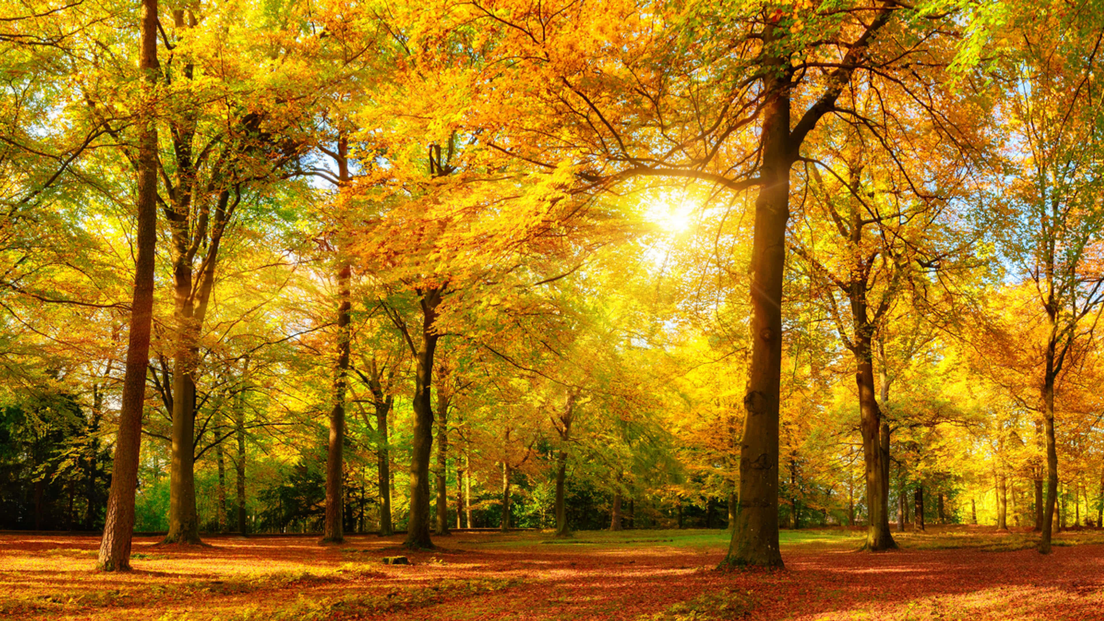 Yellow Leaves, golden autumn leaves, sunlight, 4K Desktop Wallpaper