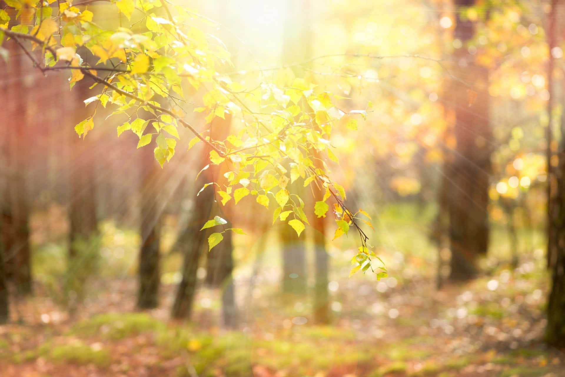 Yellow Leaves, autumn, forest branch, Full HD Desktop Wallpaper