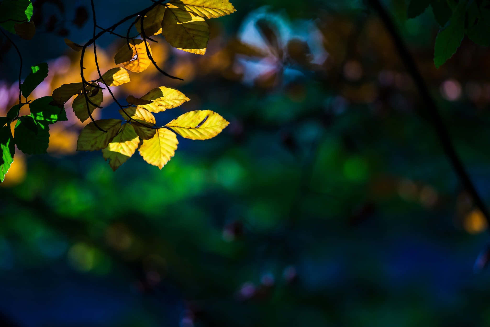 yellow leaves, autumn day, golden leaves, Full HD Desktop Wallpaper