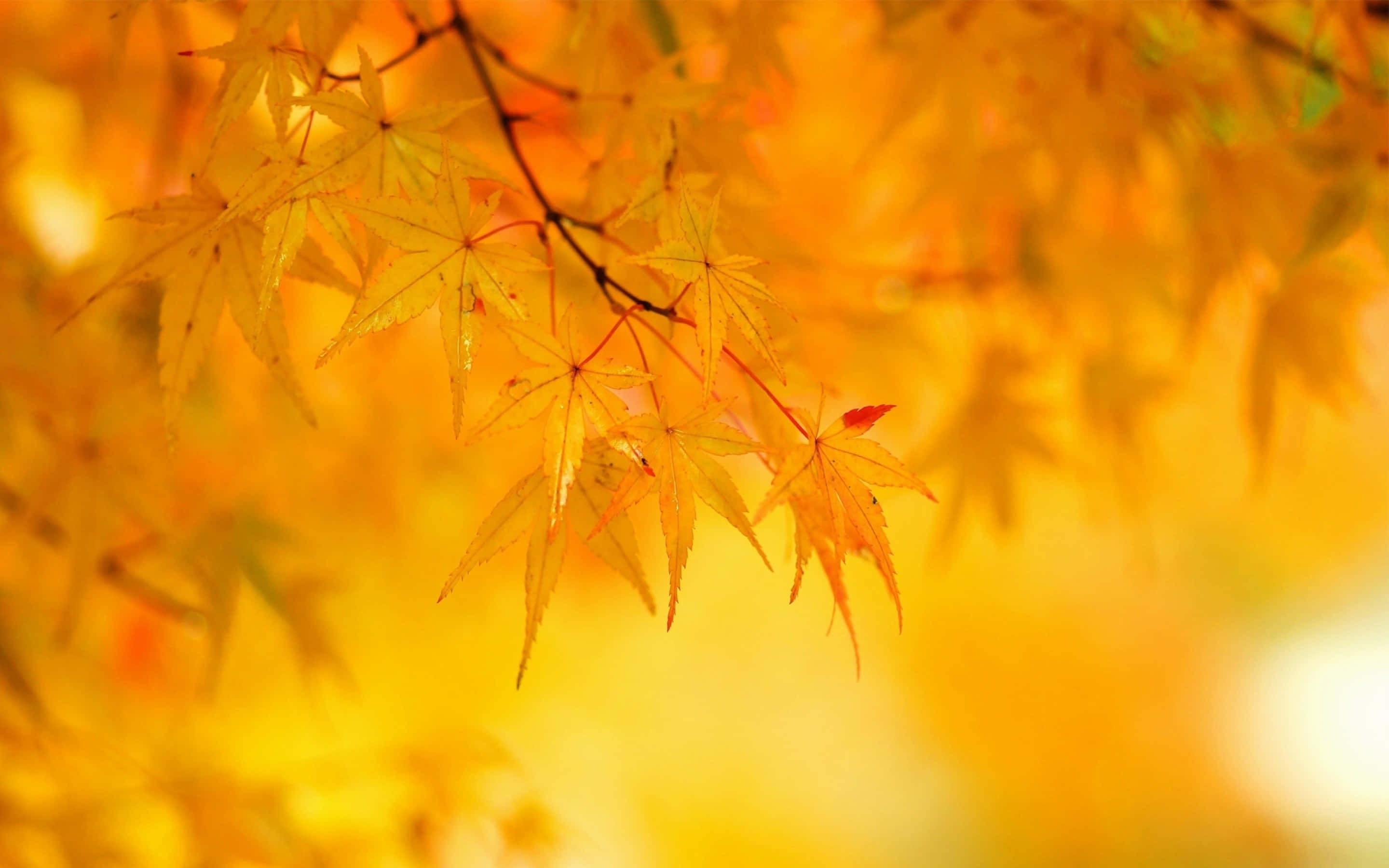 yellow leaves, golden maple leaves, autumn, 2K Desktop Wallpaper