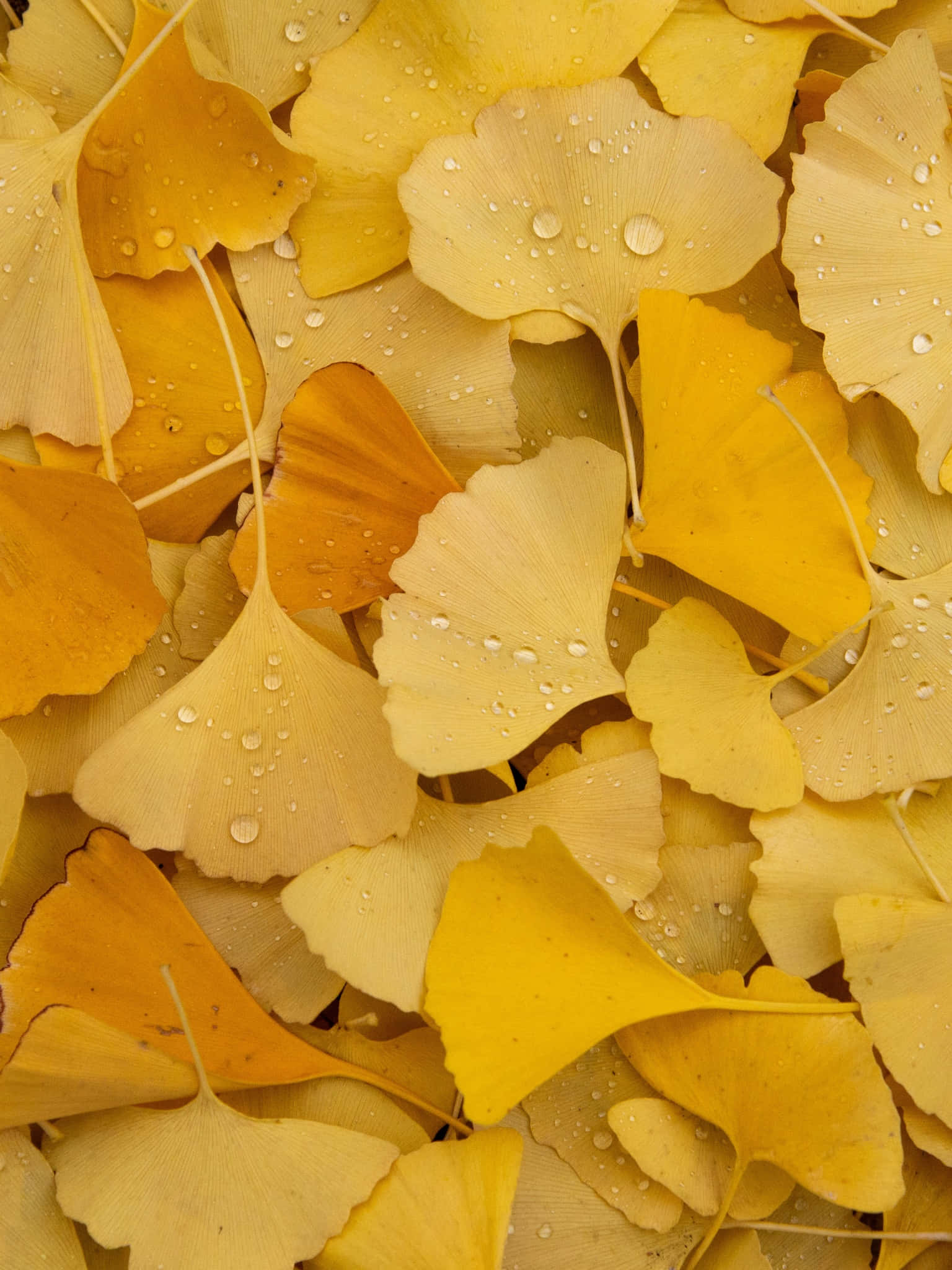 ginkgo leaves, warm yellow hues, glistening water droplets, Full HD Phone Wallpaper