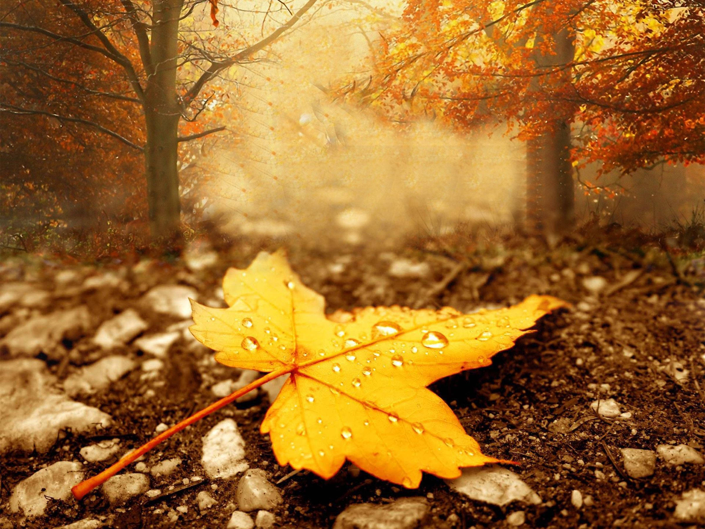 maple leaf, rocky forest floor, autumn trees, Full HD Desktop Wallpaper