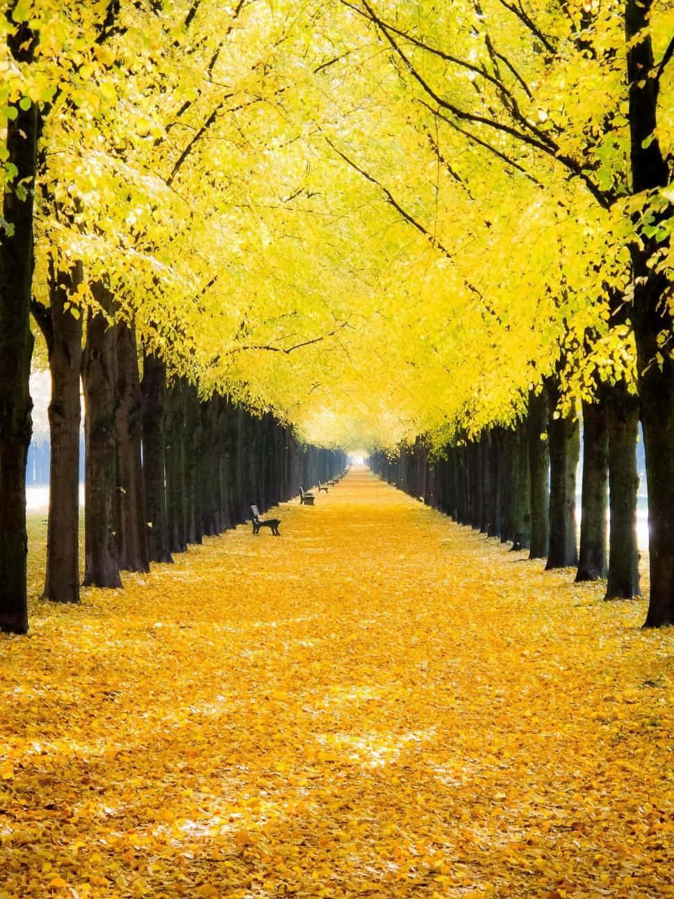 yellow leaves, autumn, golden, HD Phone Wallpaper