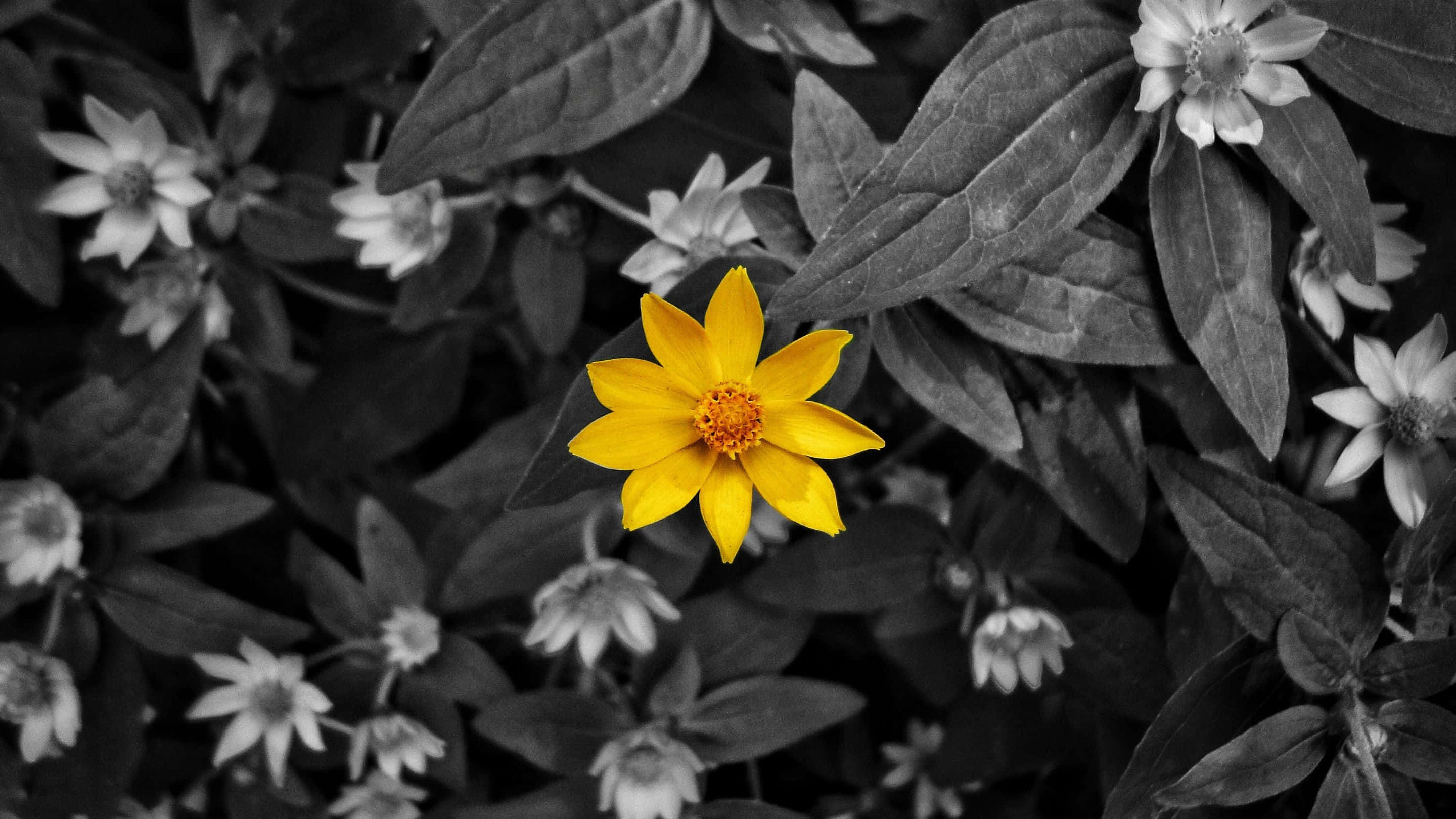 Gray And Yellow Leaves Flower, vibrant yellow flower, monochrome backdrop, 2K Desktop Wallpaper