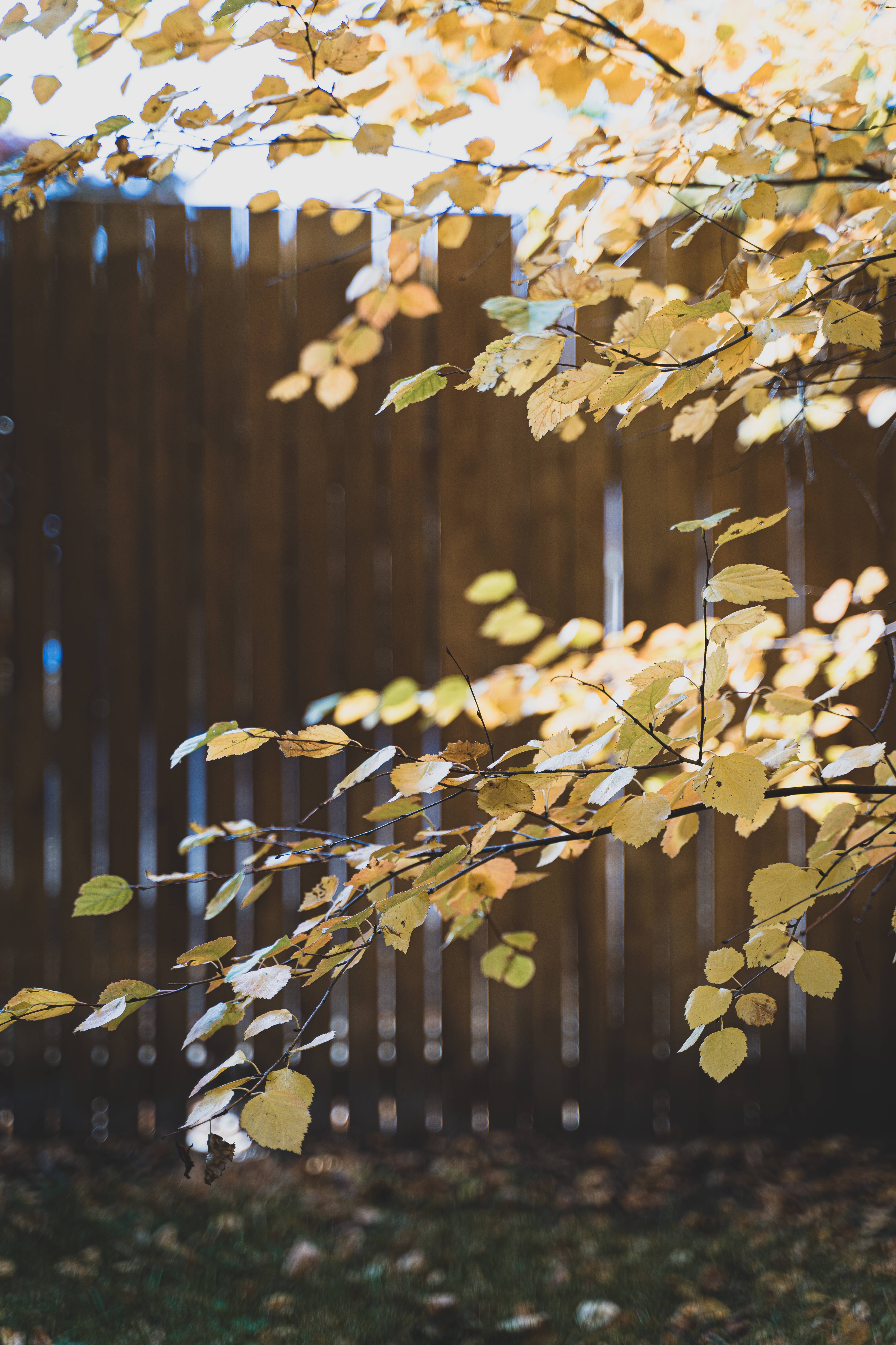 autumn, yellowish leaves, sunlight, 5K Phone Wallpaper