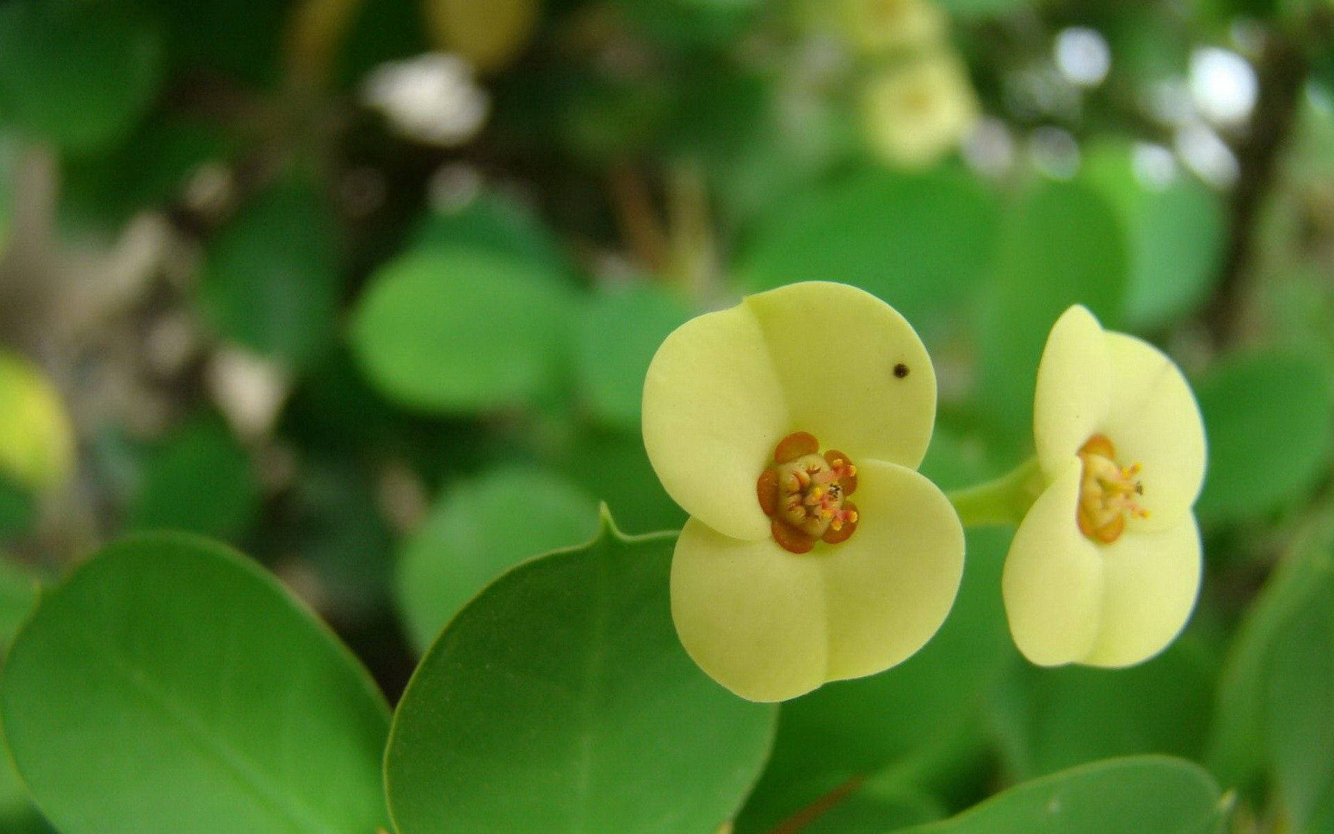yellow flower plant, pale yellow flowers, orange centers, Full HD Desktop Wallpaper