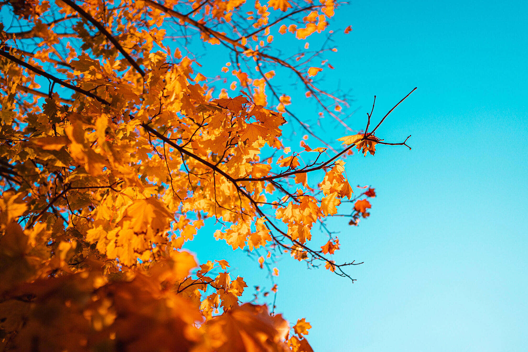 Yellow Leaves, autumn season, vibrant orange leaves, Full HD Desktop Wallpaper