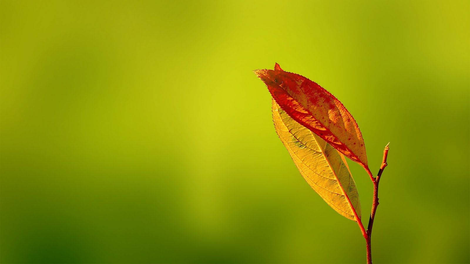 orange and yellow leaf, red and yellow leaf, slender branch, HD Desktop Wallpaper