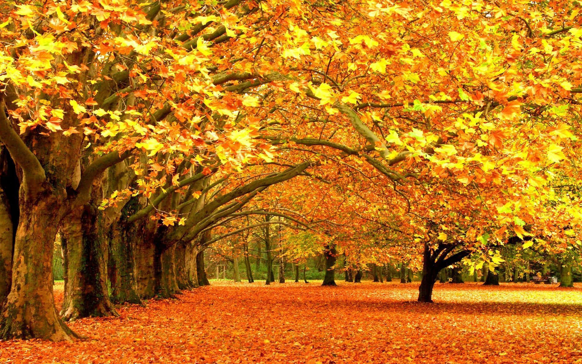 Fall Colors, yellow tree leaves, autumn pathway, Full HD Desktop Wallpaper