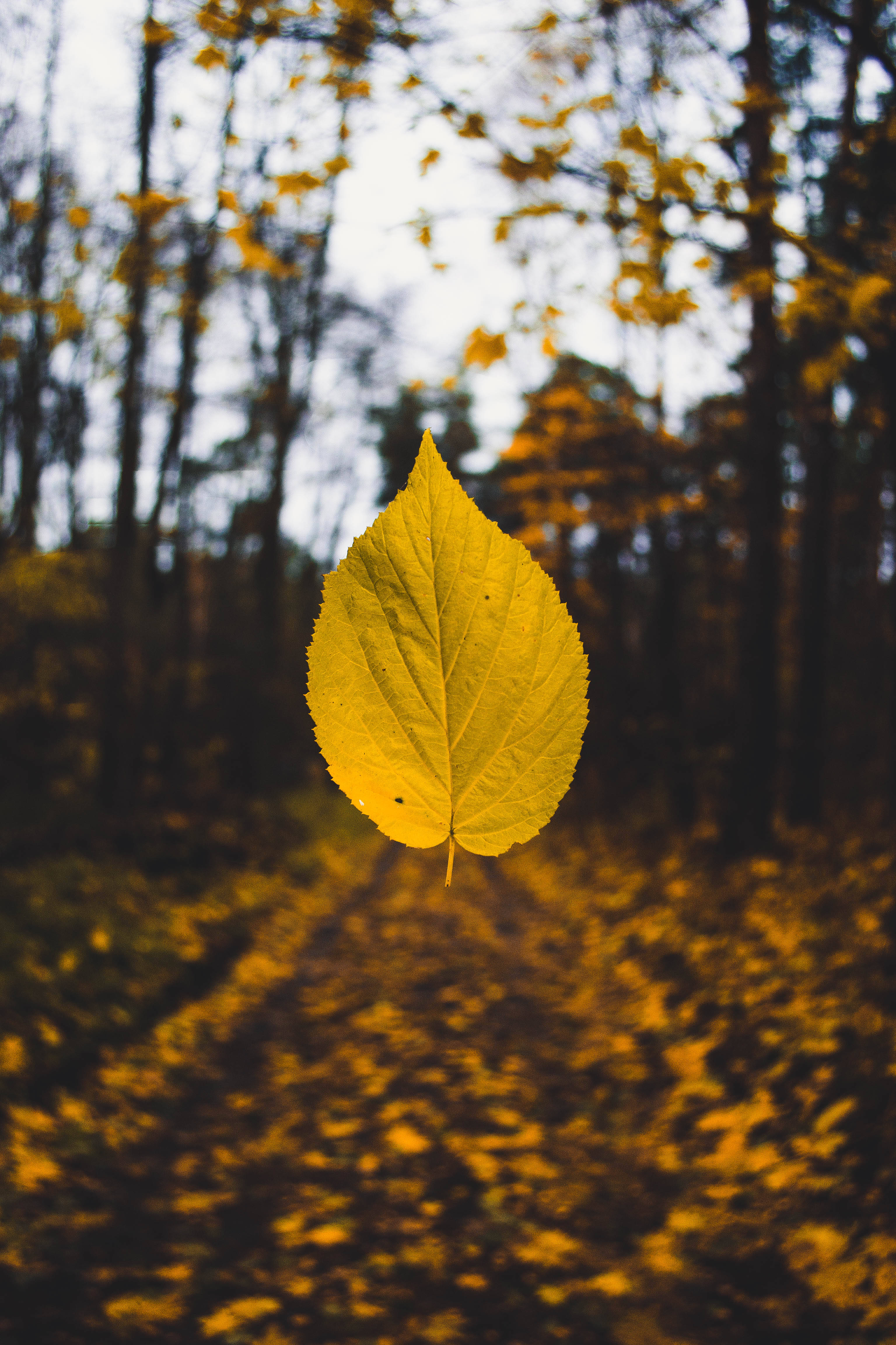 yellow leaf, autumn forest, vibrant yellow, 4K Phone Wallpaper