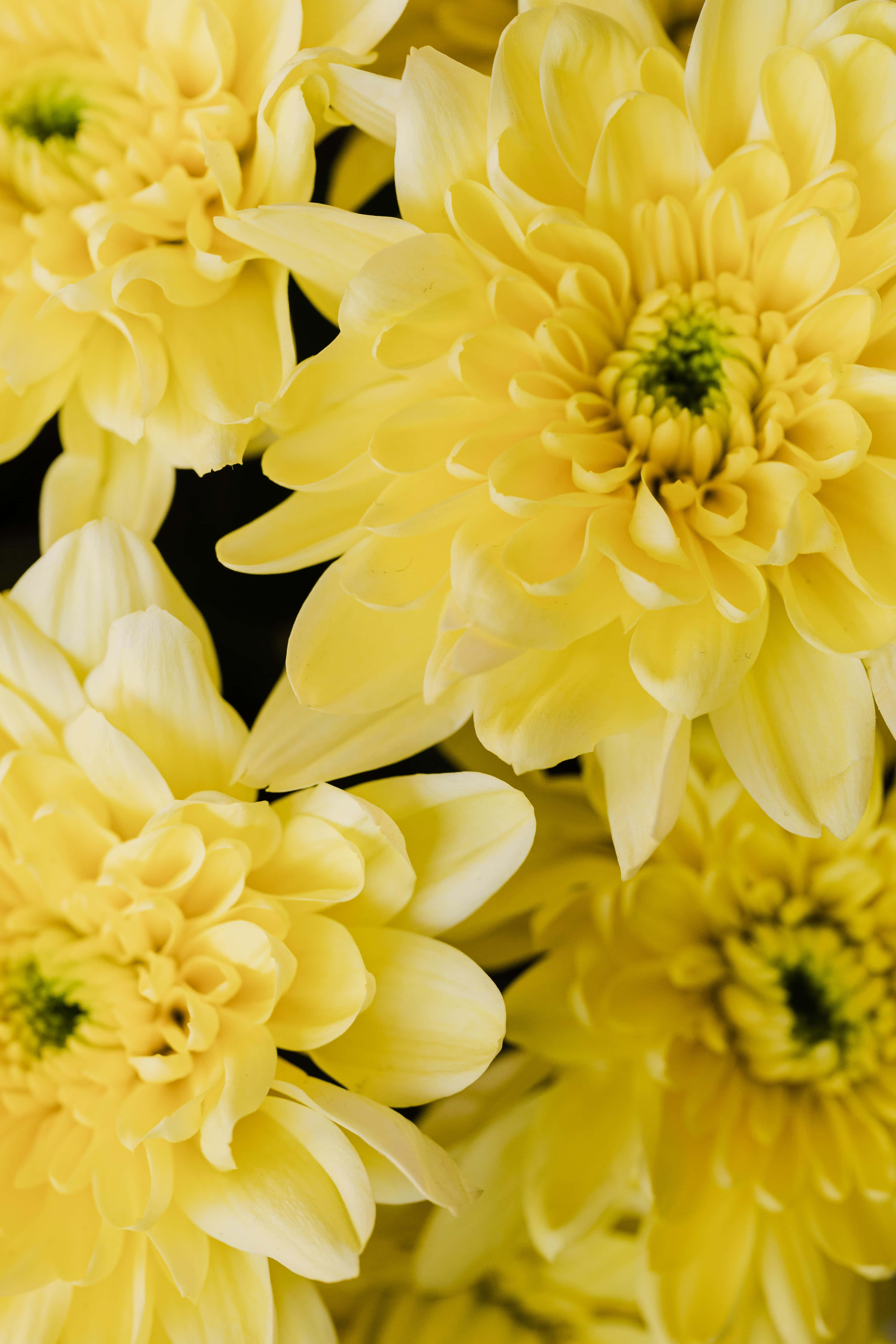 vibrant yellow chrysanthemums, soft focus, dark background, 5K Phone Wallpaper