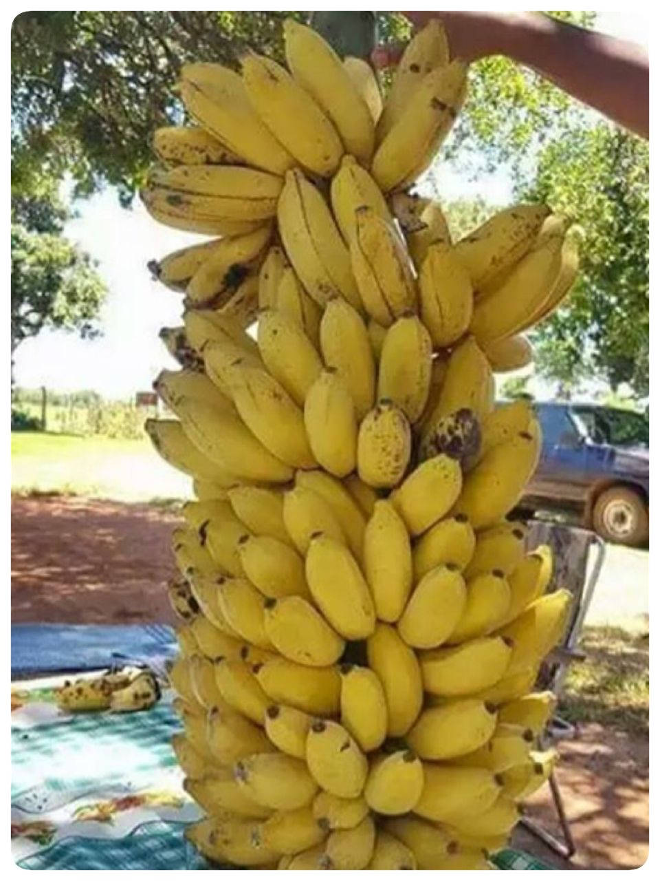 Plantain Lush Yellow, ripe yellow bananas, bright sunlight, HD Phone Wallpaper