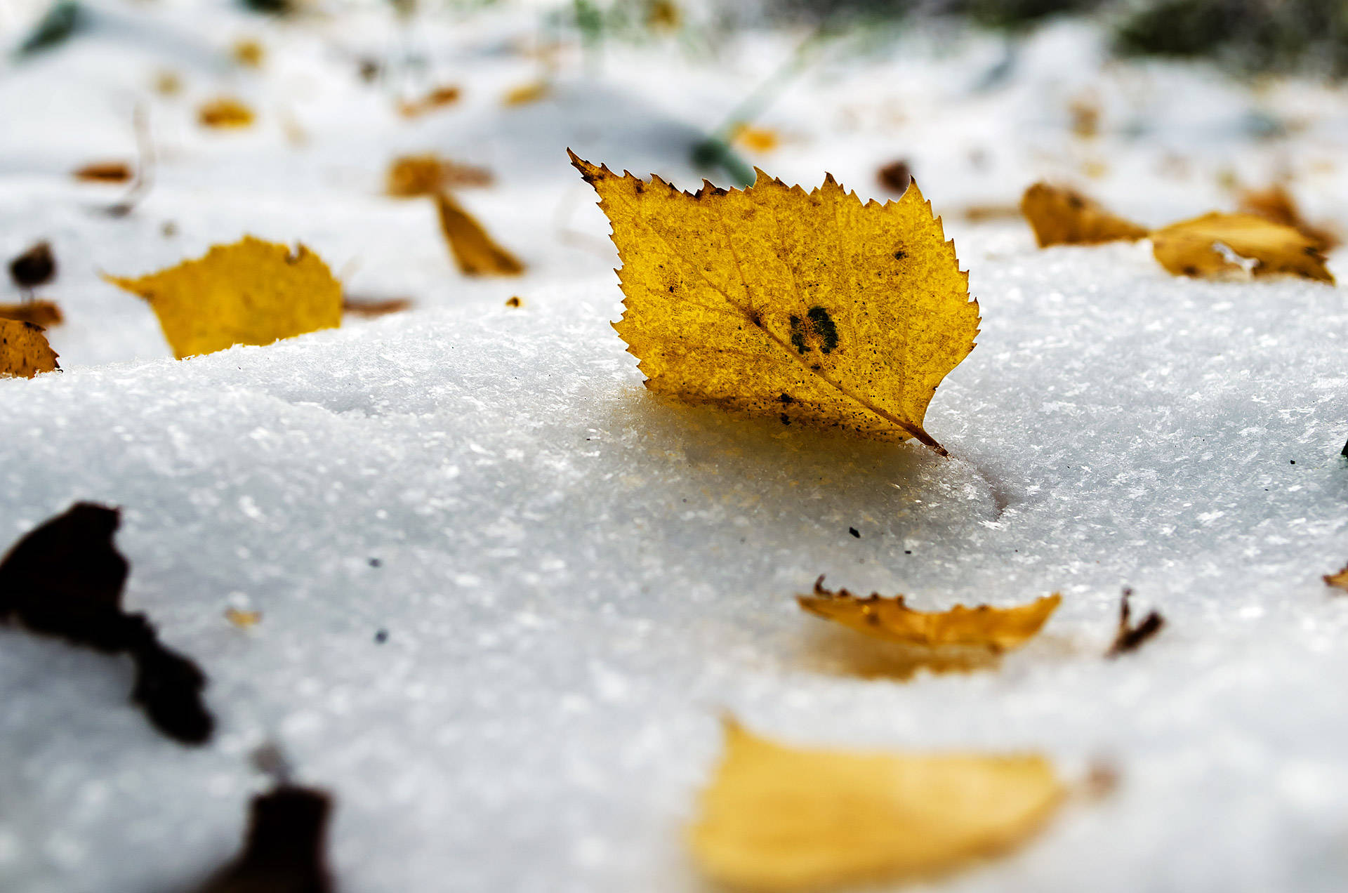 Winter Season Yellow Leaves, vibrant yellow leaf, fresh blanket of snow, Full HD Desktop Wallpaper