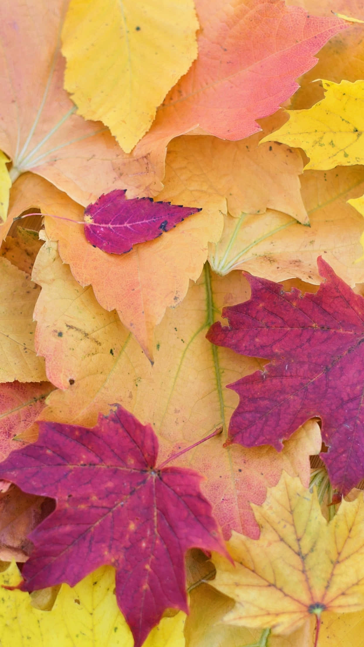 autumn maple leaves, shades of yellow orange, deep magenta, Full HD Phone Wallpaper