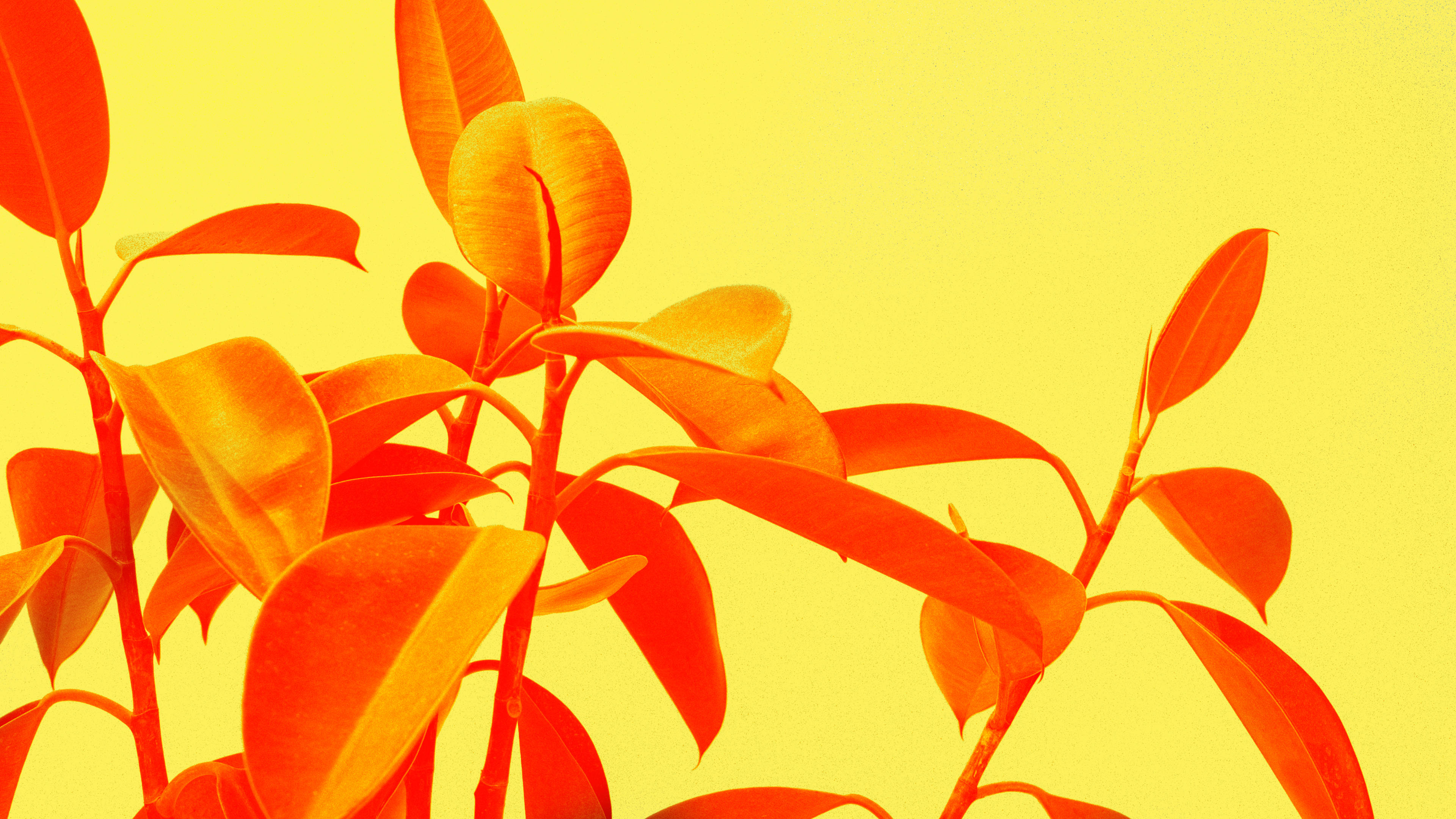 yellow aesthetic minimalist plant, vibrant orange leaves, glossy texture, 4K Desktop Wallpaper