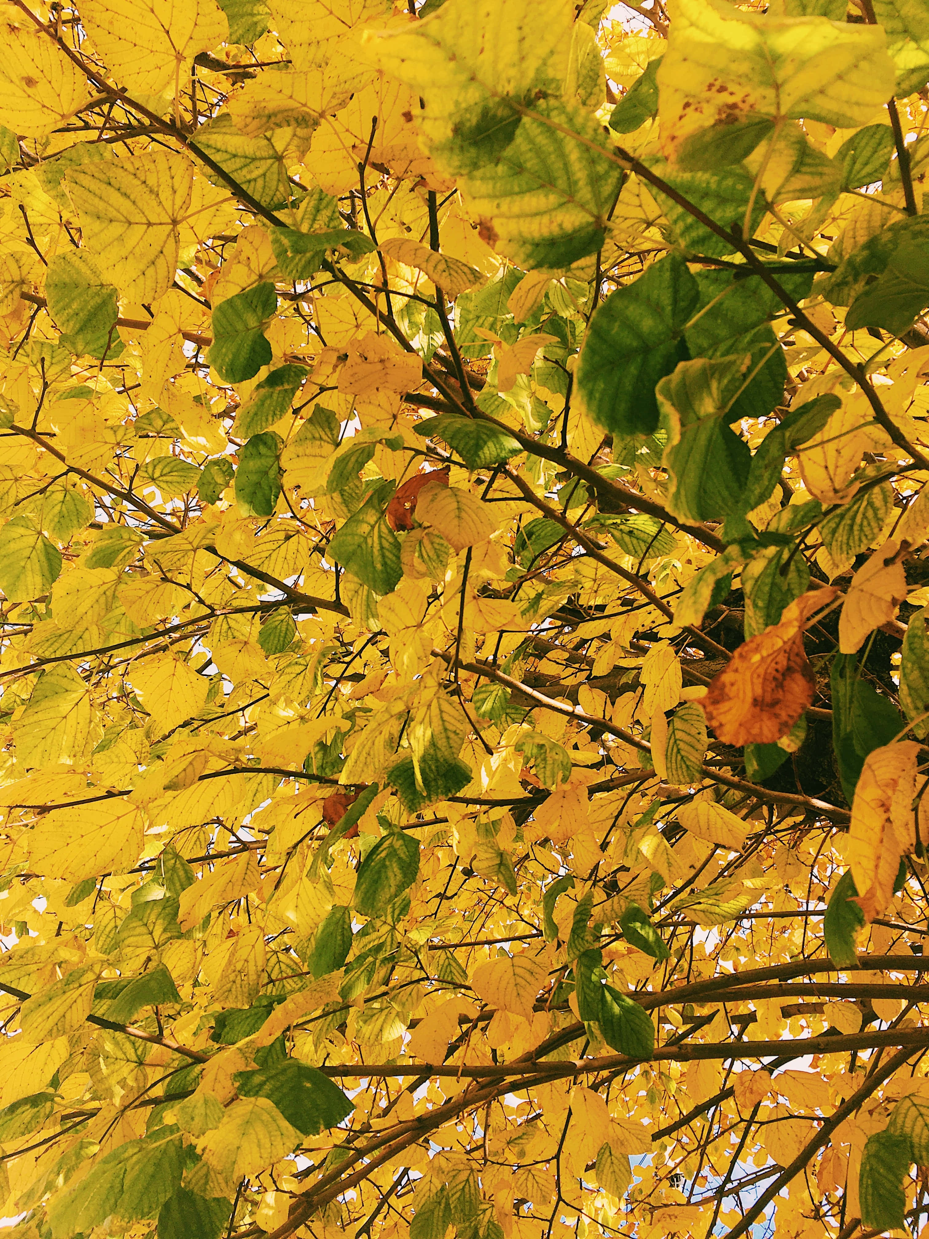 golden autumn leaves, green autumn leaves, sunlight, 4K Phone Wallpaper