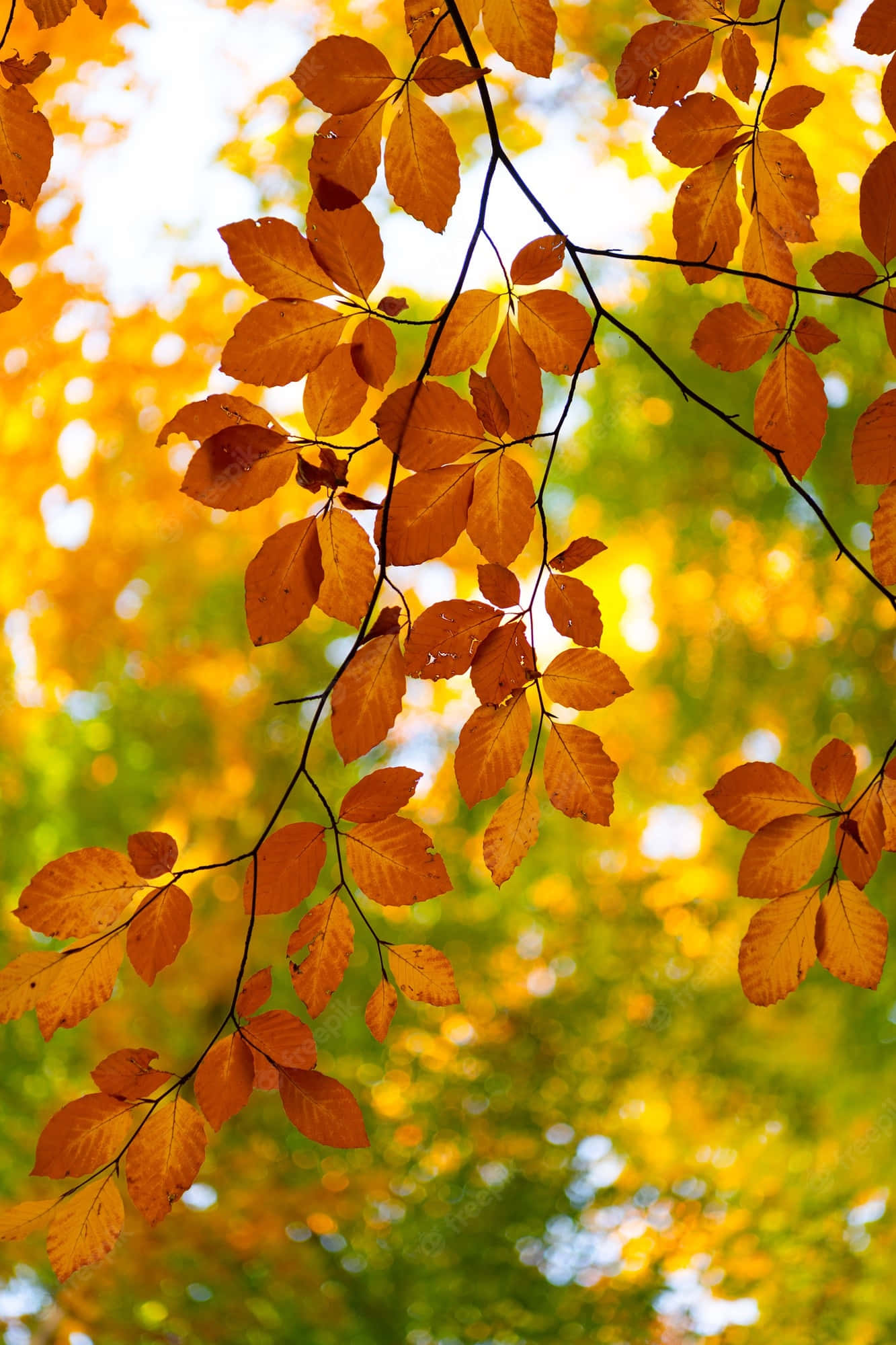 Yellow Leaves, golden autumn leaves, soft blurred background, Full HD Phone Wallpaper