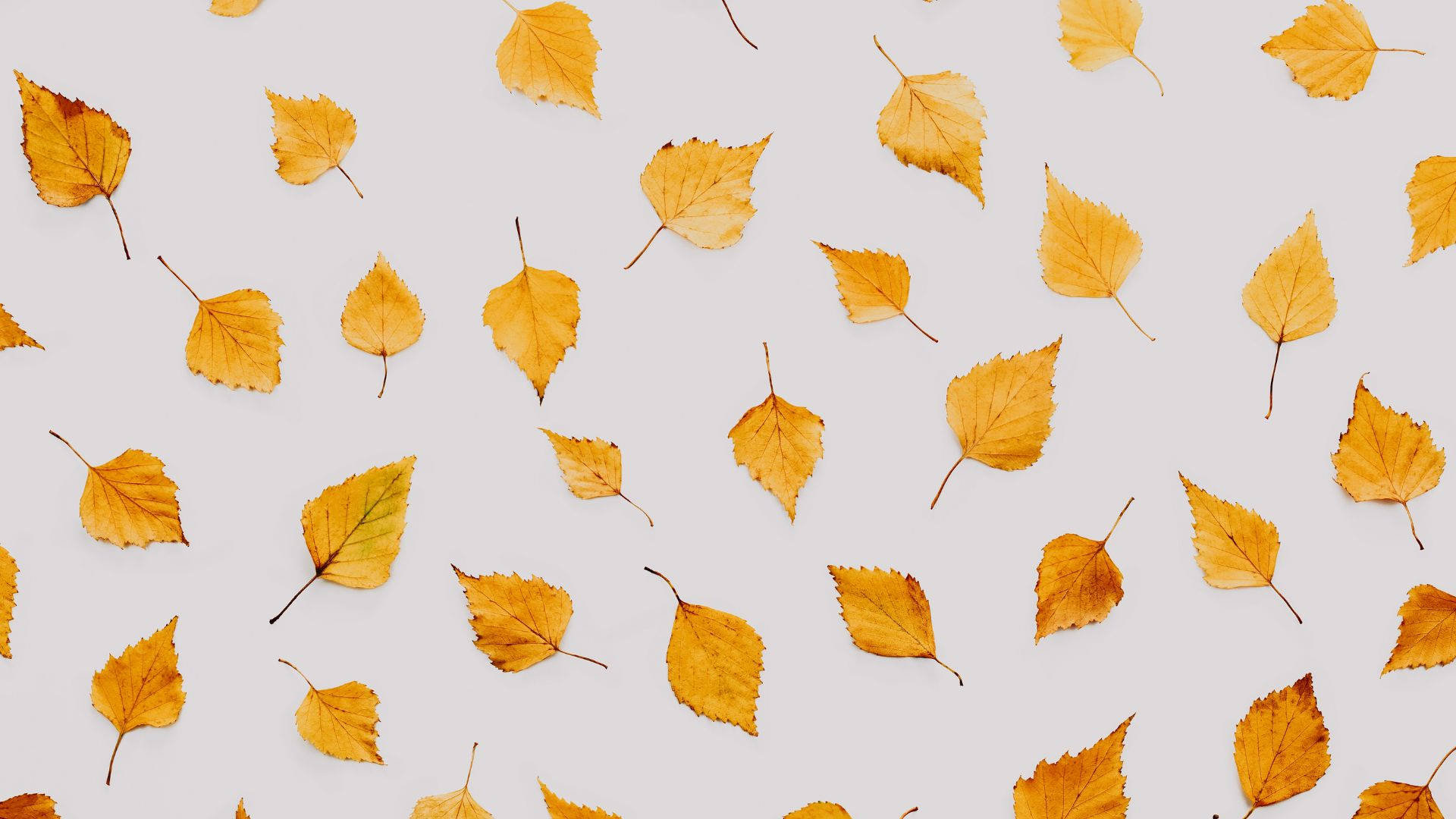 premium watercolor, autumn leaves, golden, Full HD Desktop Wallpaper