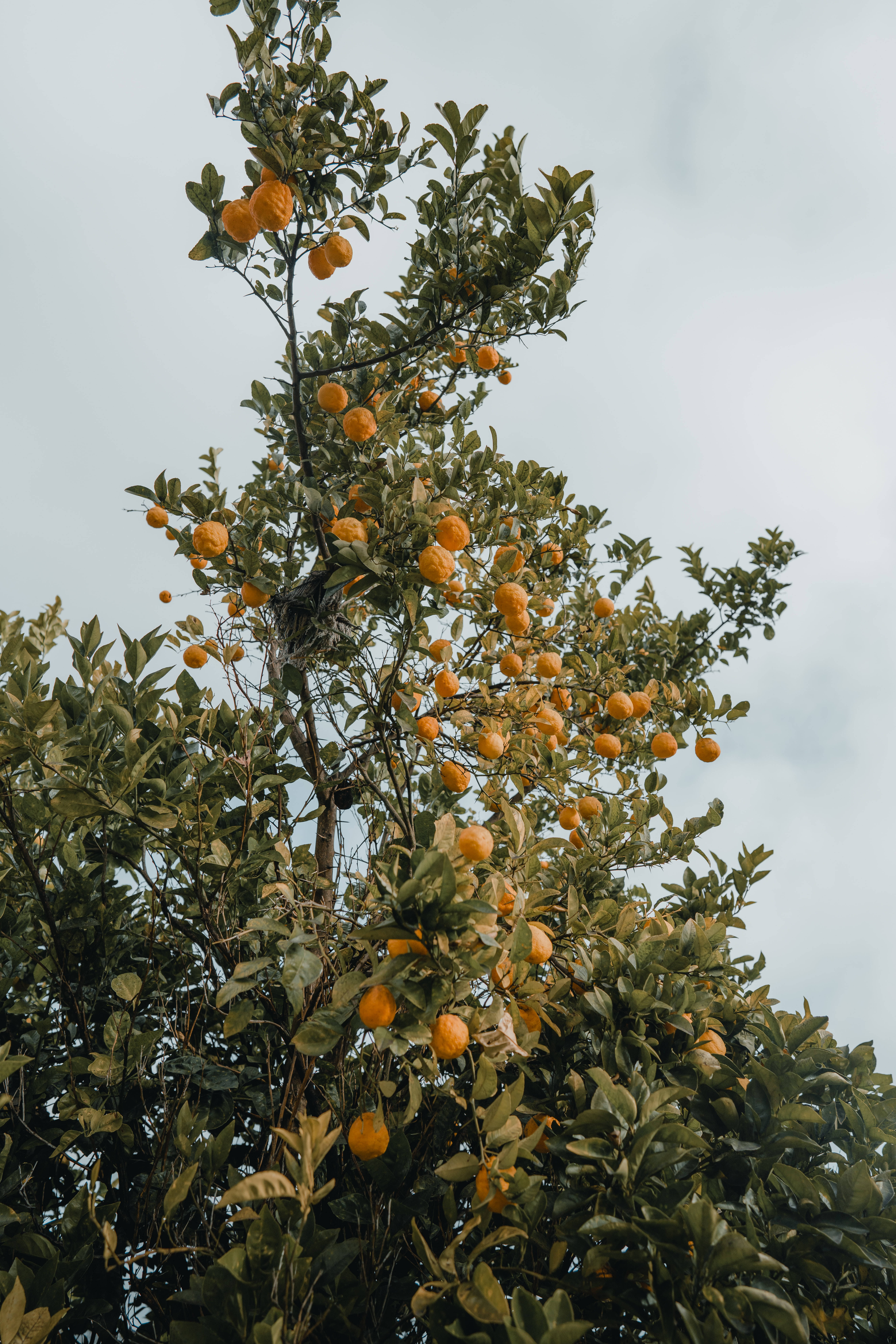 yellow, vintage aesthetic, citrus tree, 8K Phone Wallpaper