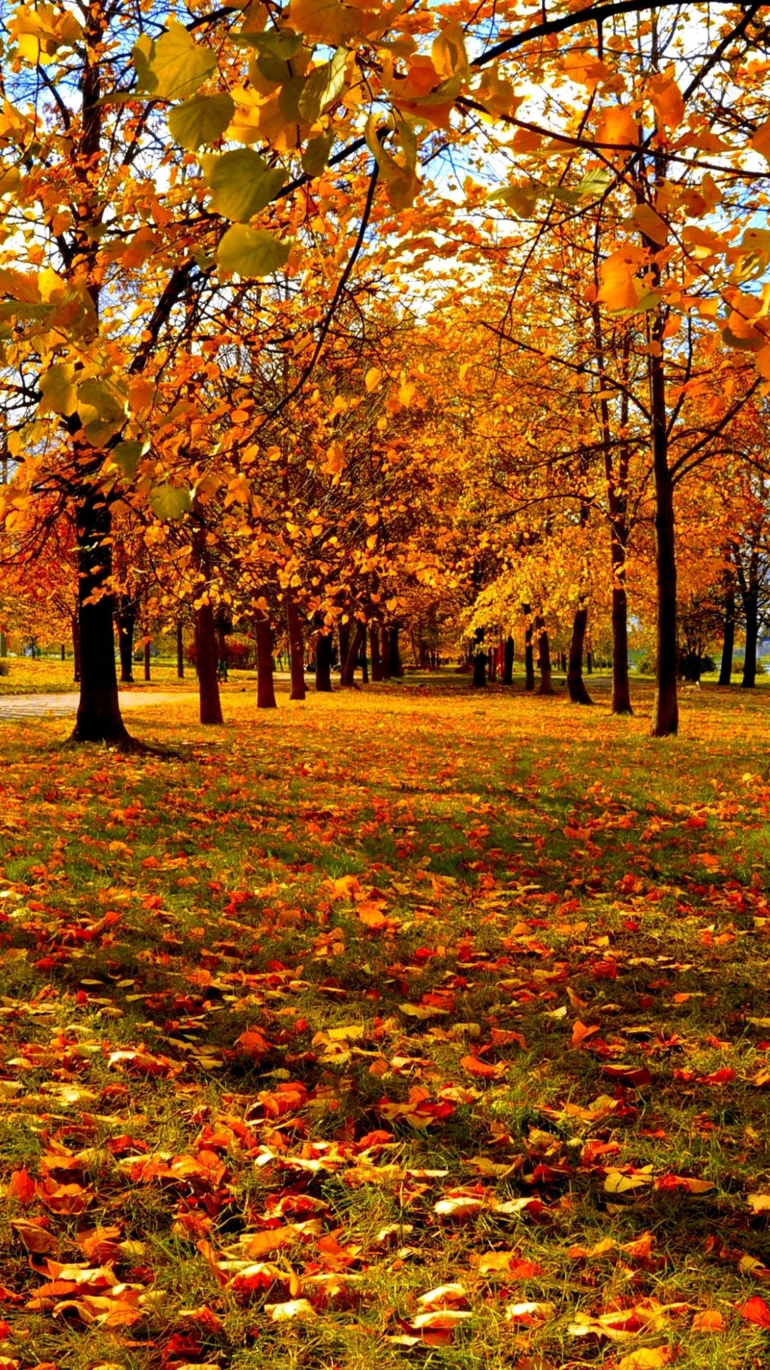 autumn park path, golden trees, fallen leaves, Full HD Phone Wallpaper